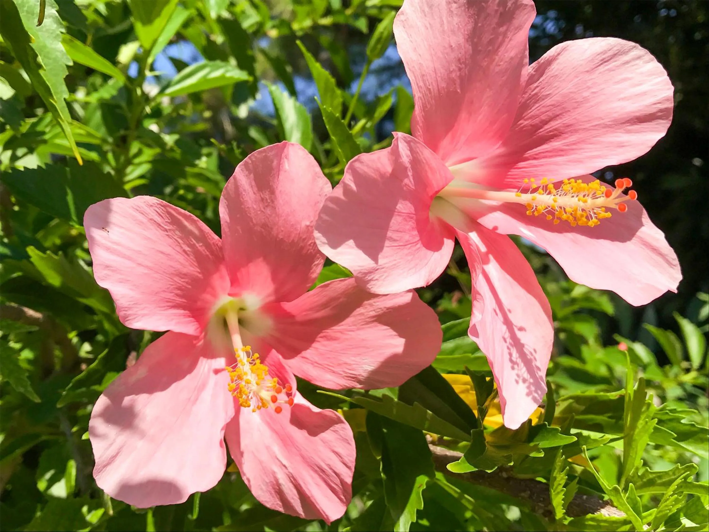 Off site in Minshuku Irayoi