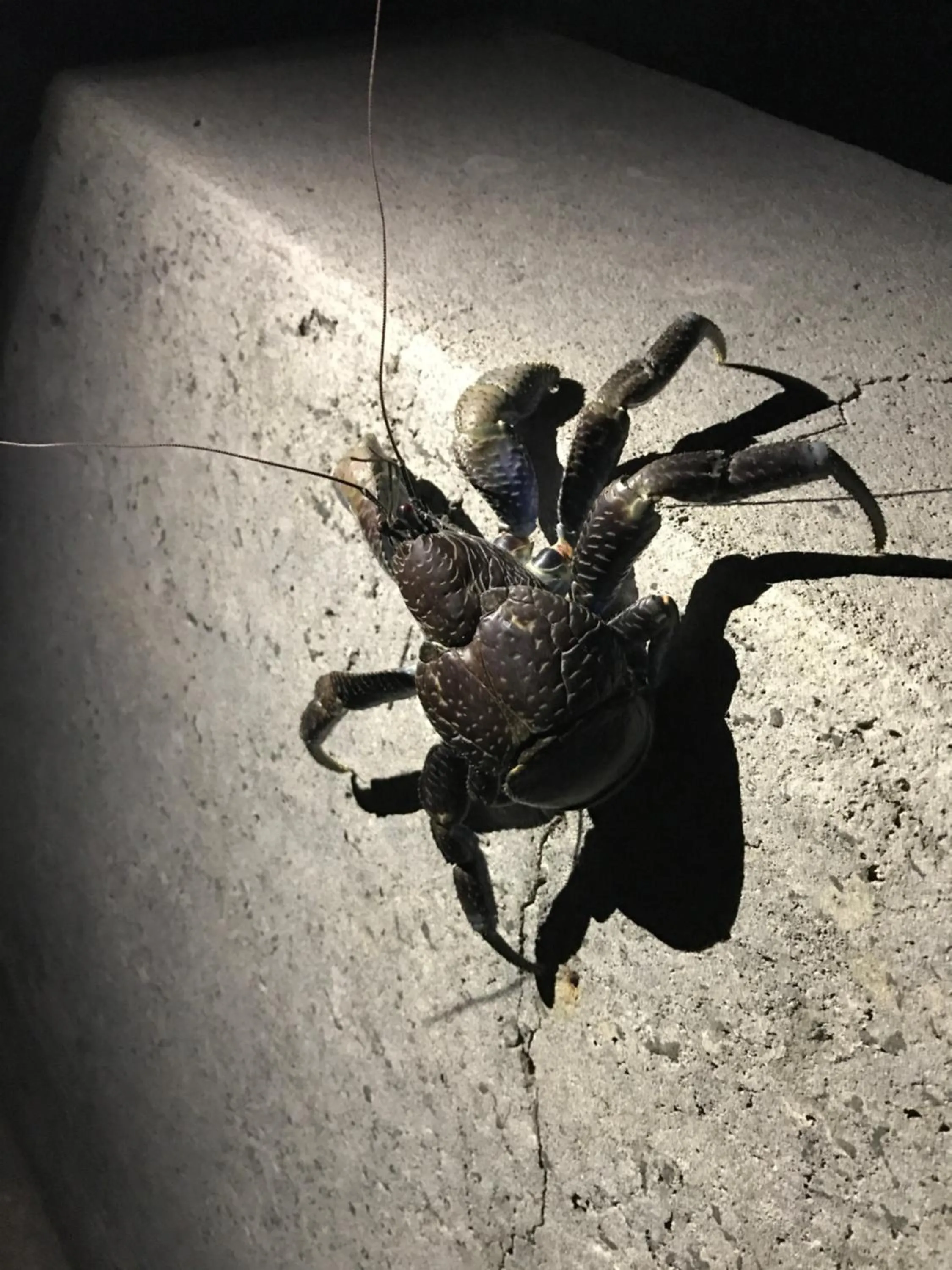 Night in Minshuku Irayoi