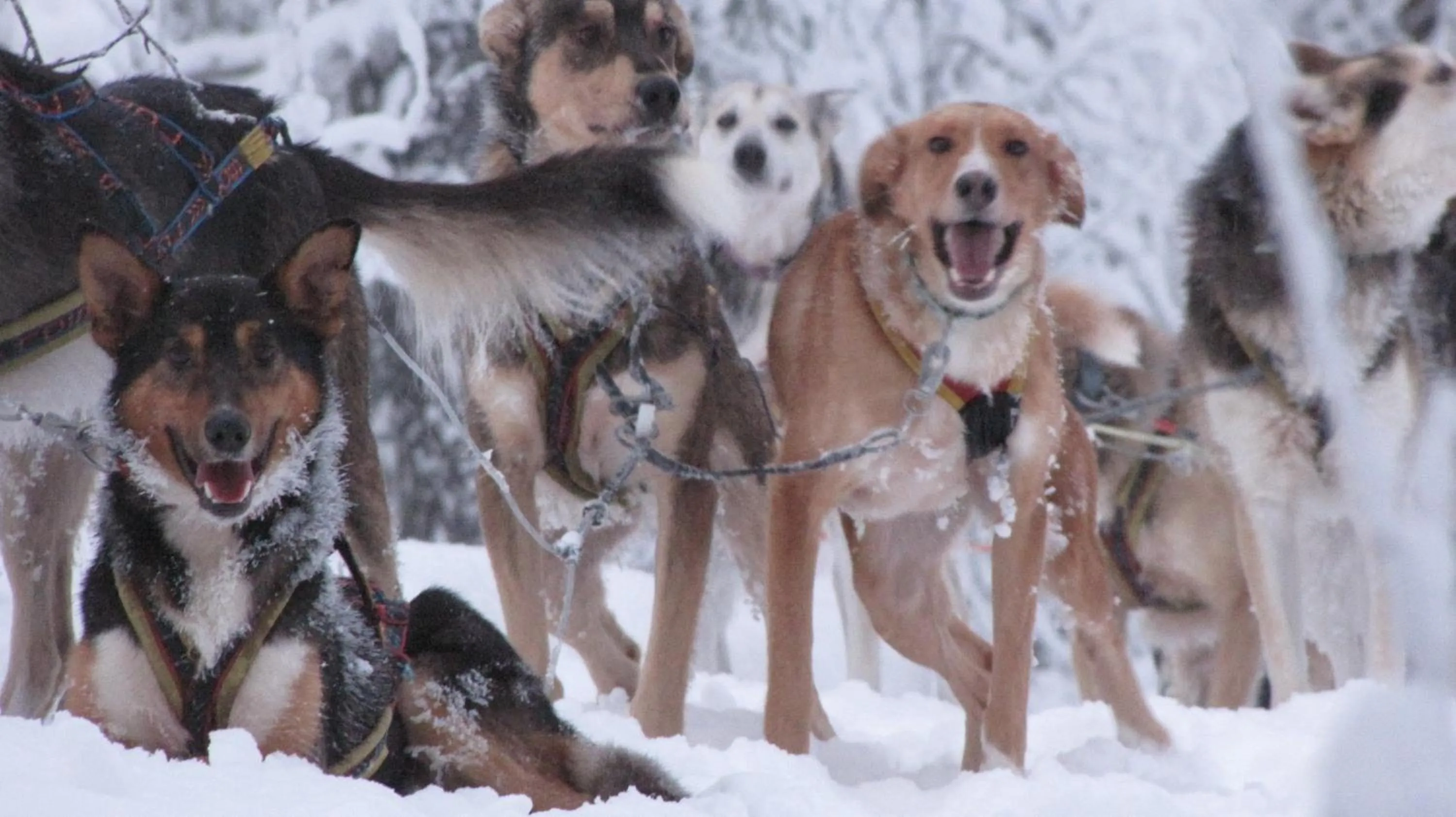 Animals in Beana Laponia - Wilderness boutique hotel with safaris