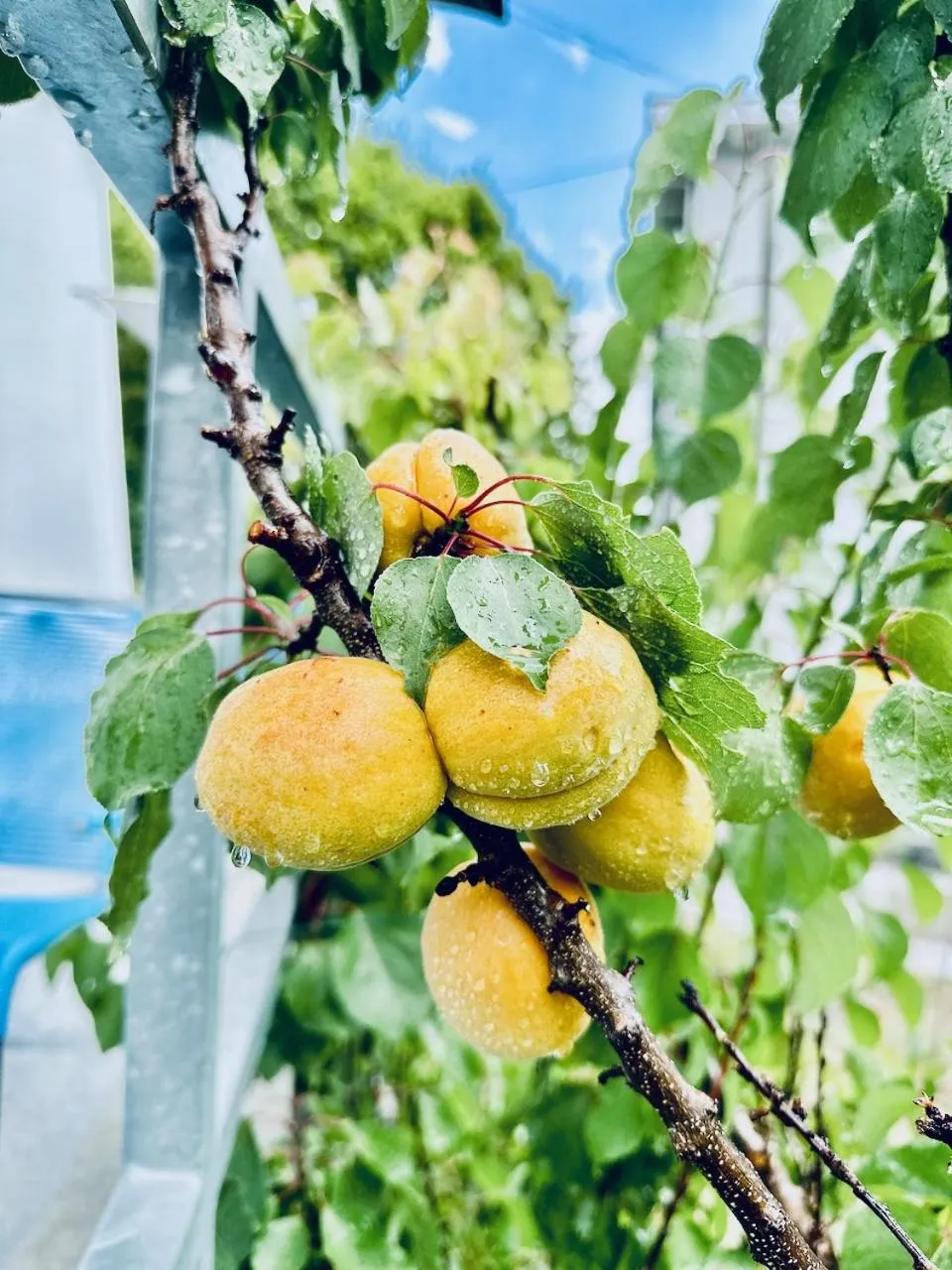 Garden in Bed Bike and Breakfast Olten