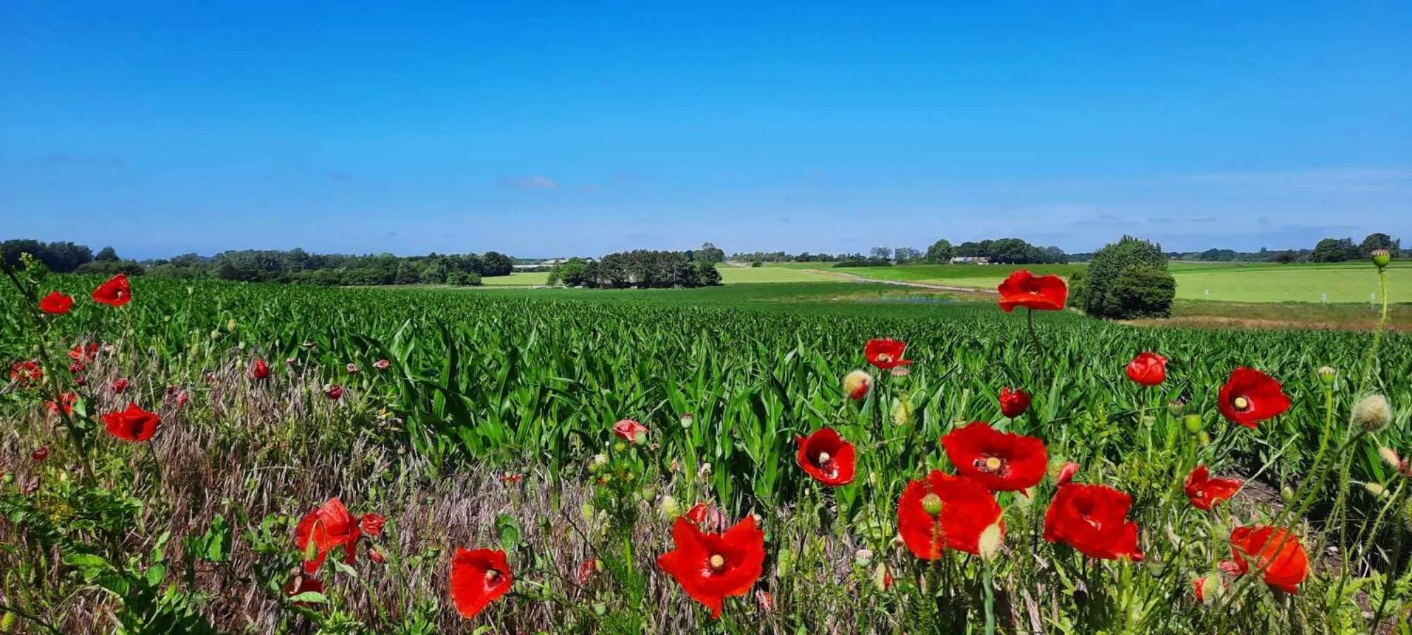 Natural landscape in Marielyst B&B - Apartments
