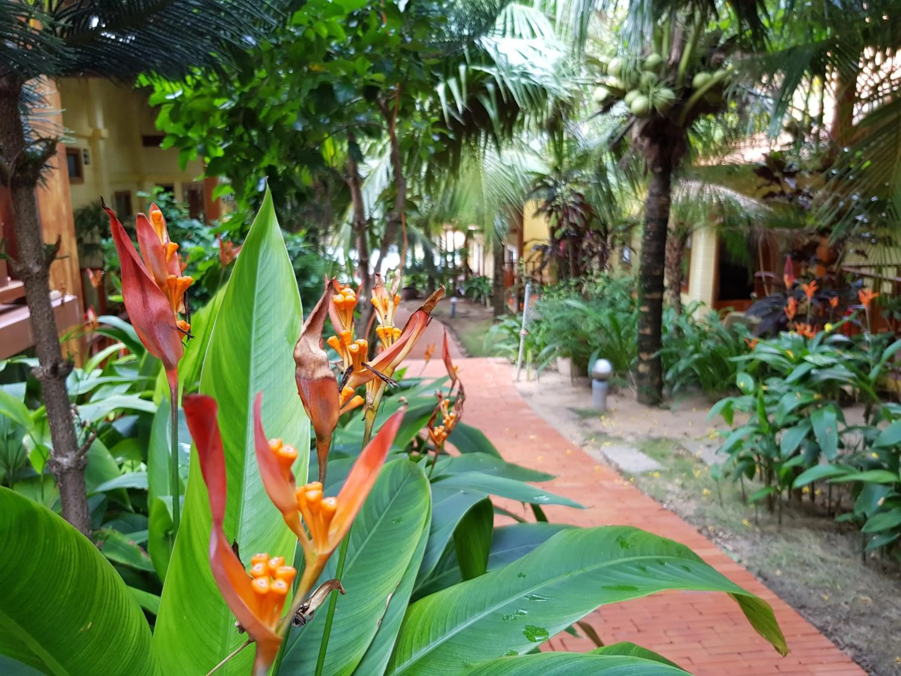 Garden view in Free Beach Resort