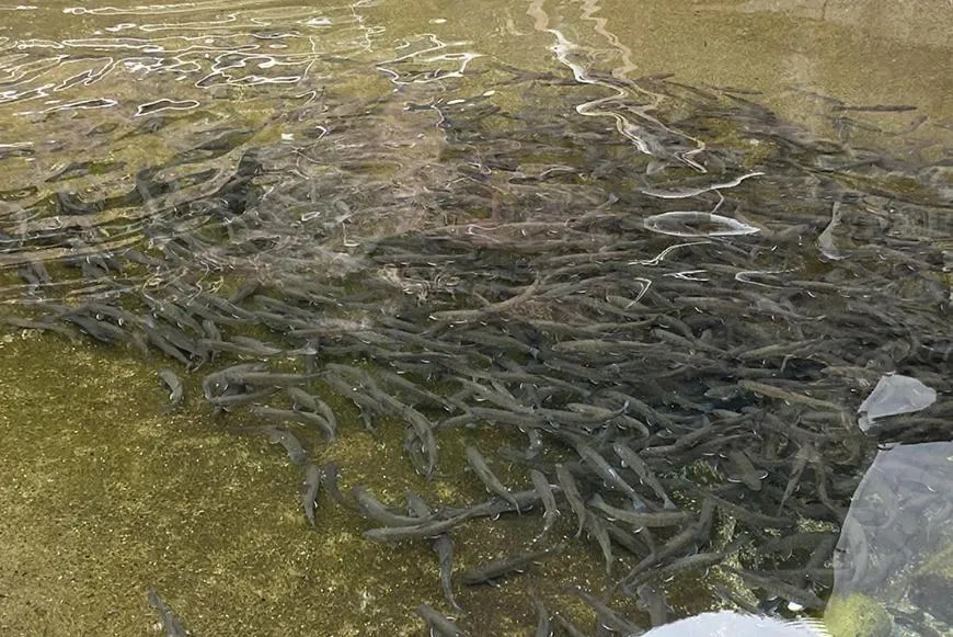 Area and facilities in Minshuku Iwana no Sato