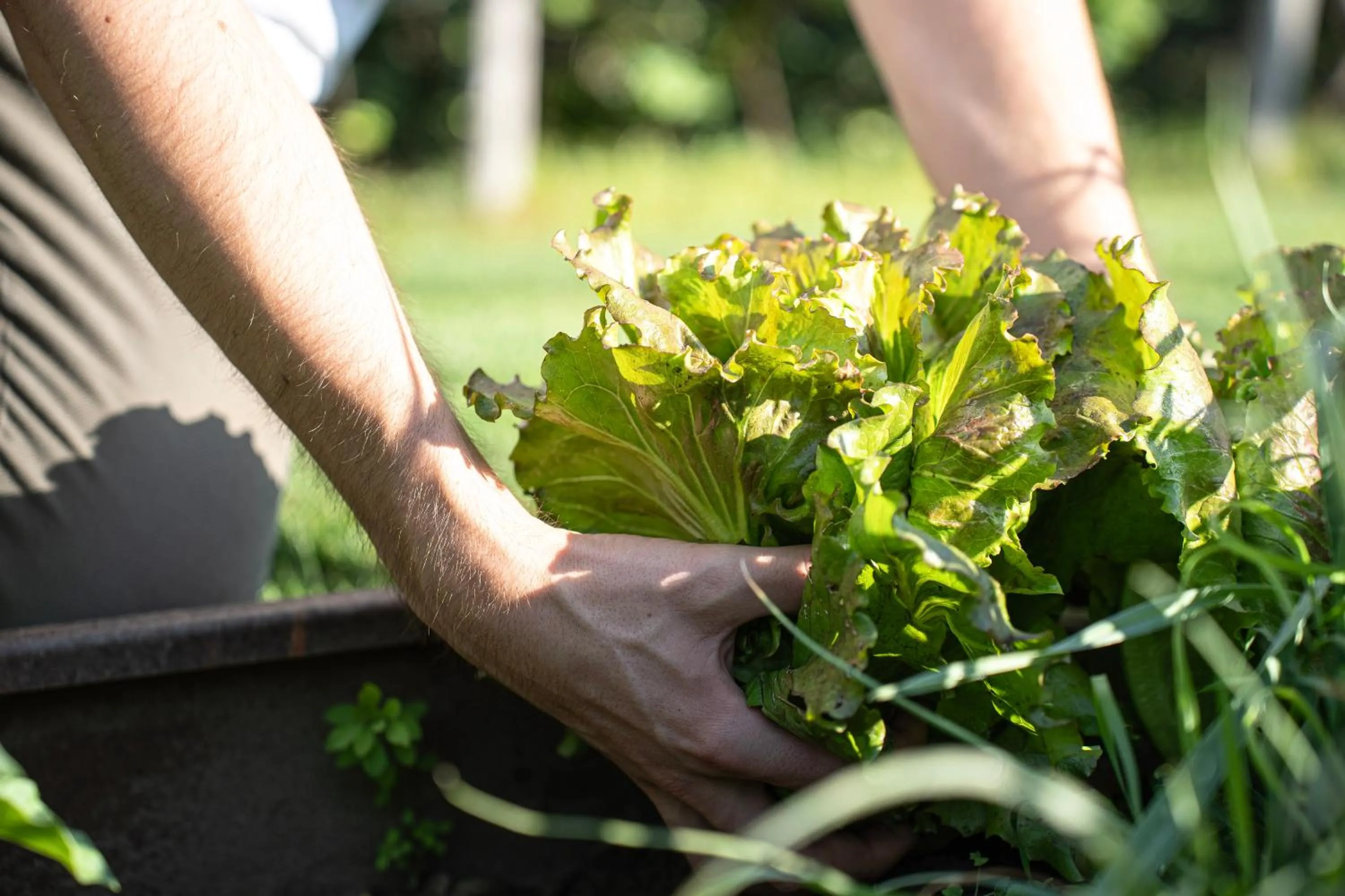 Restaurant/places to eat in Hotel Niedermair