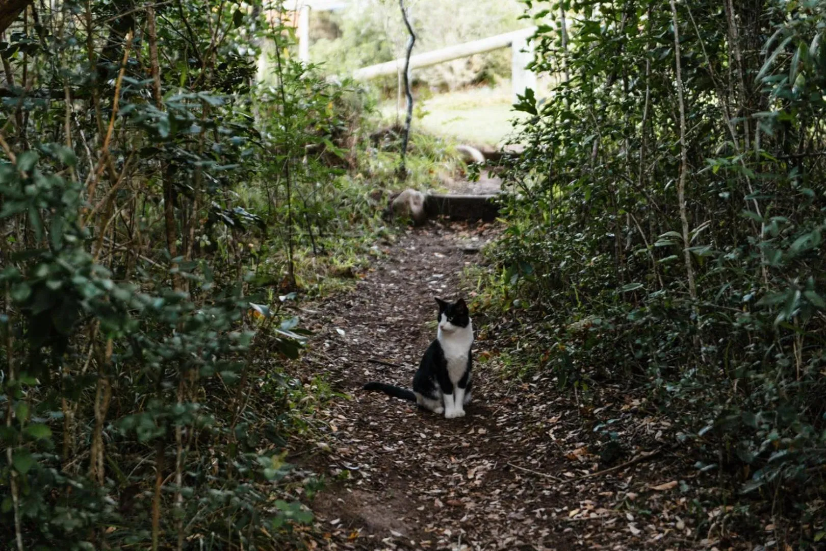 Natural landscape in Moonshine on Whiskey Creek