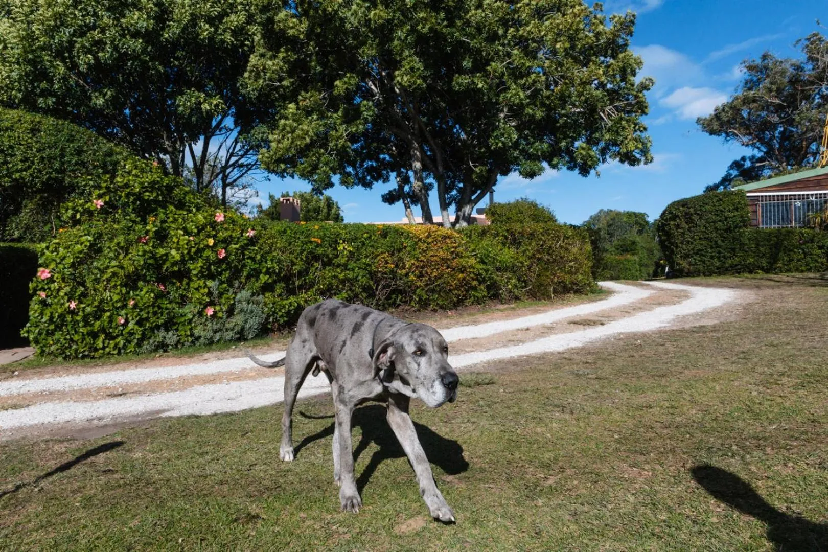 Pets in Moonshine on Whiskey Creek