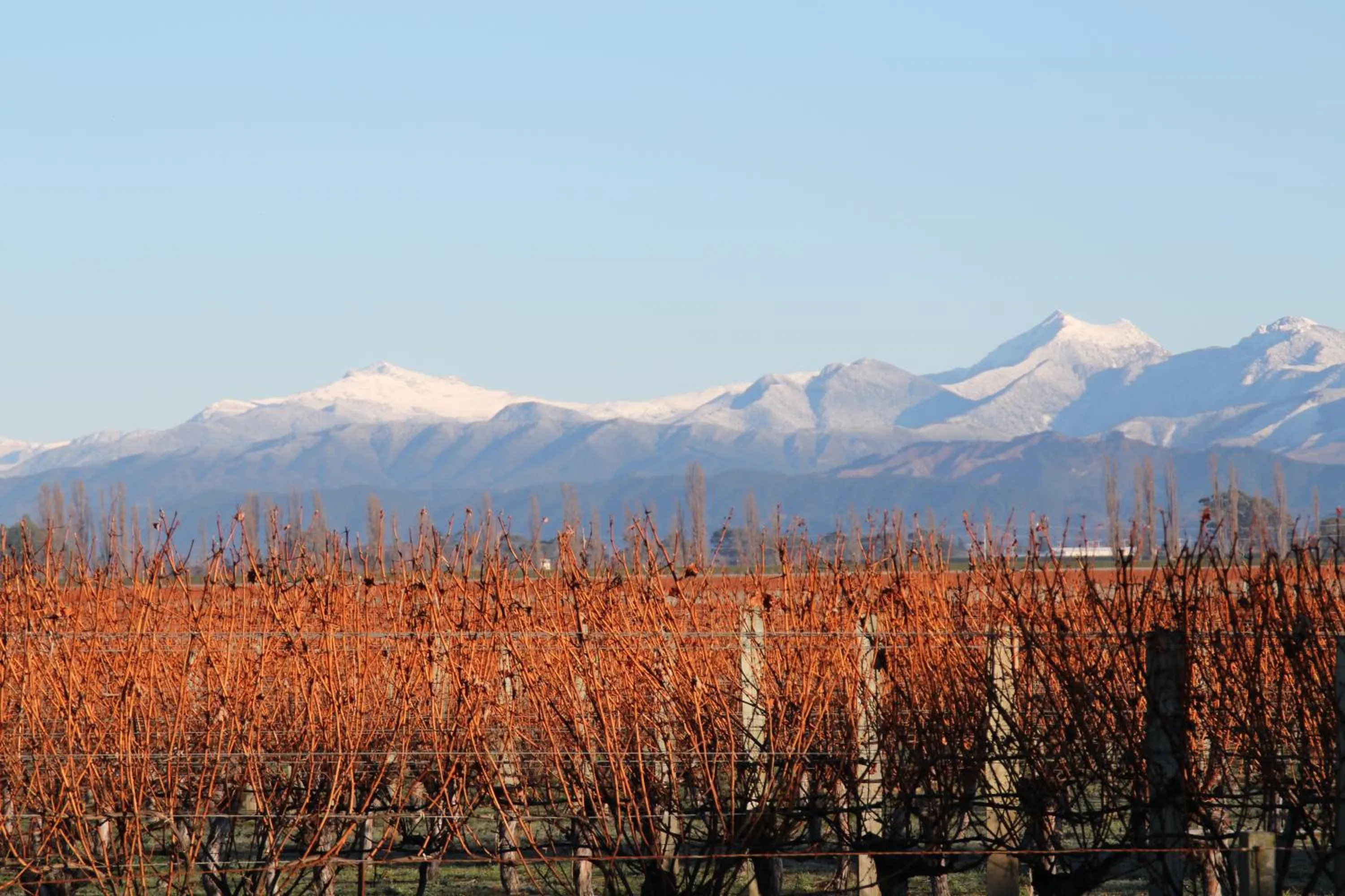 Mountain view in St Leonards Vineyard Cottages