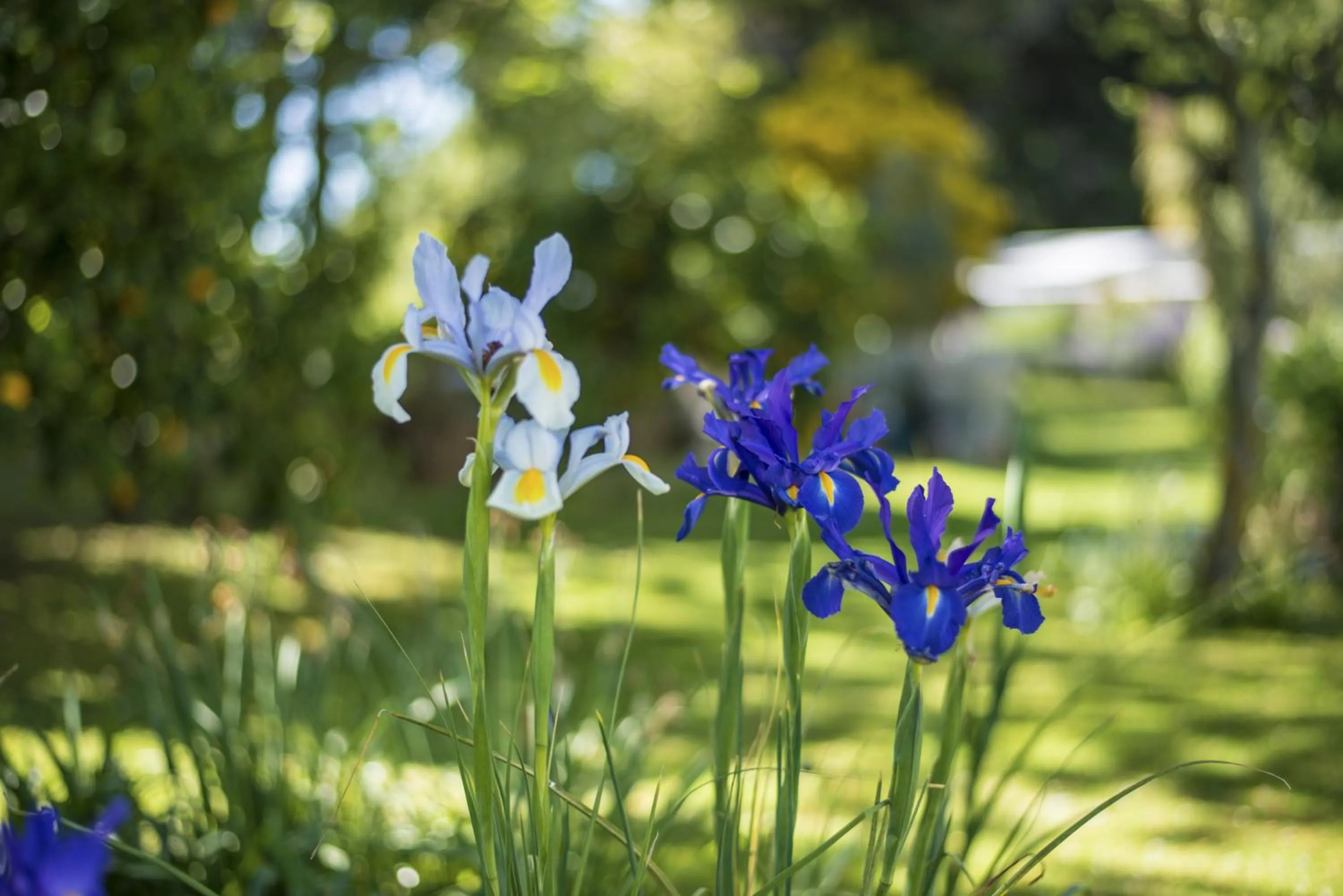 Spring in St Leonards Vineyard Cottages