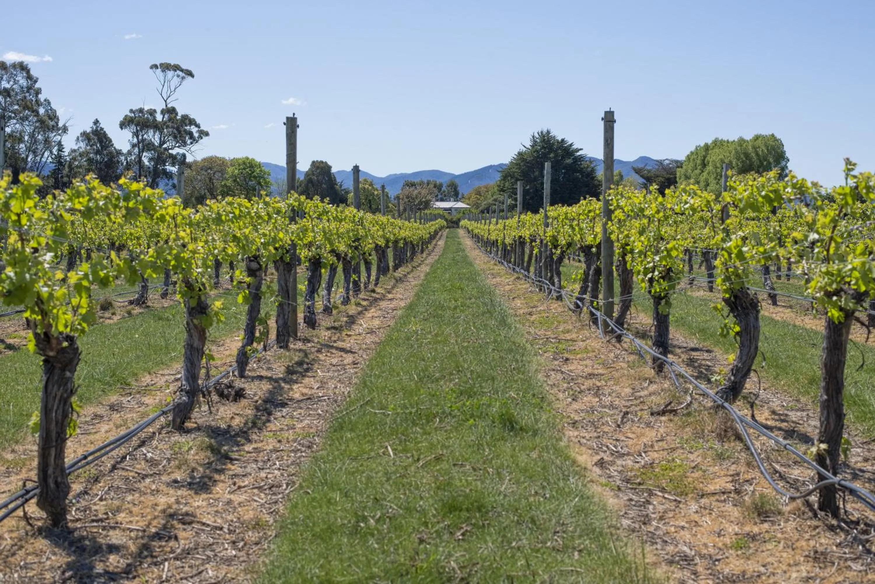 View (from property/room) in St Leonards Vineyard Cottages