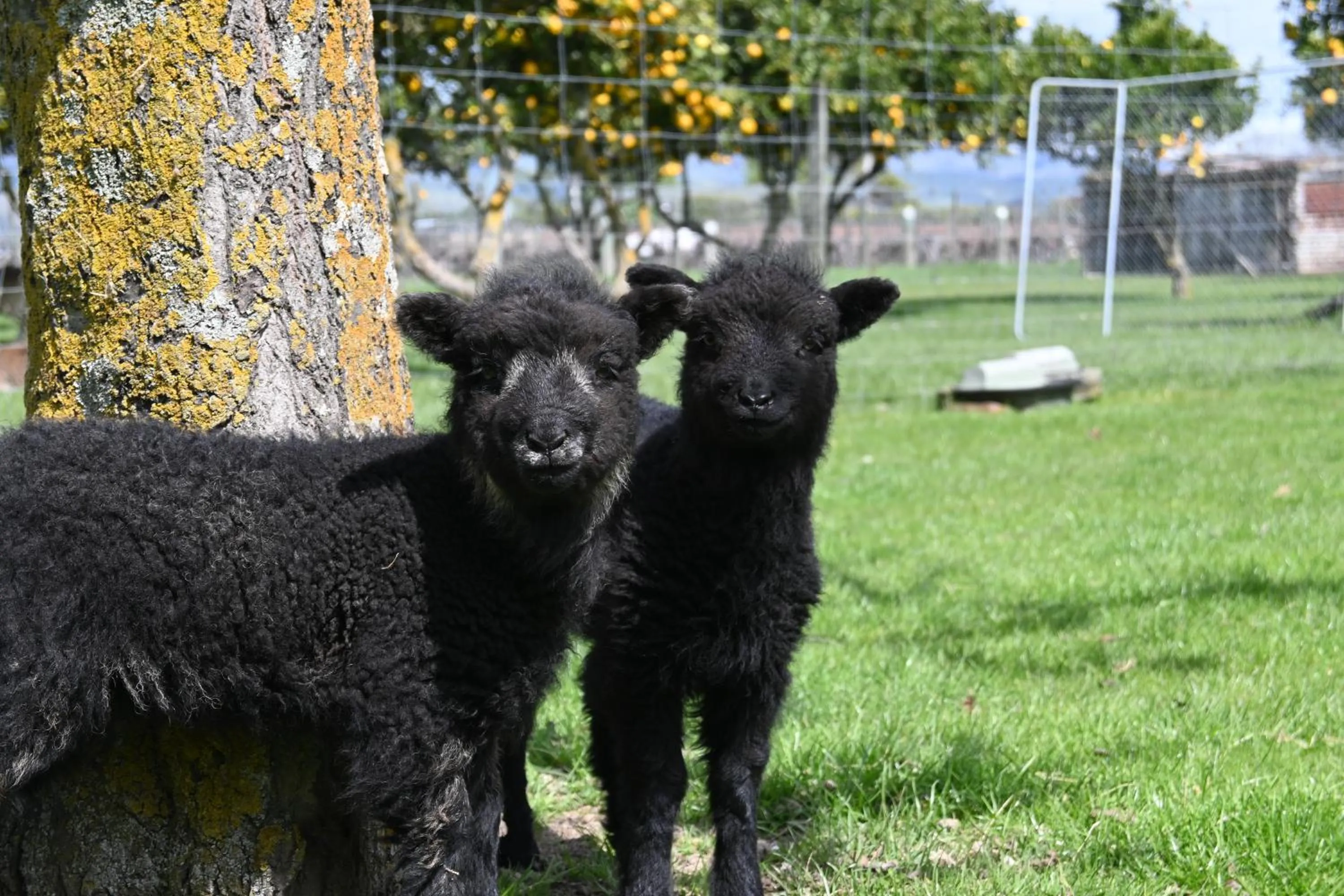 Animals in St Leonards Vineyard Cottages