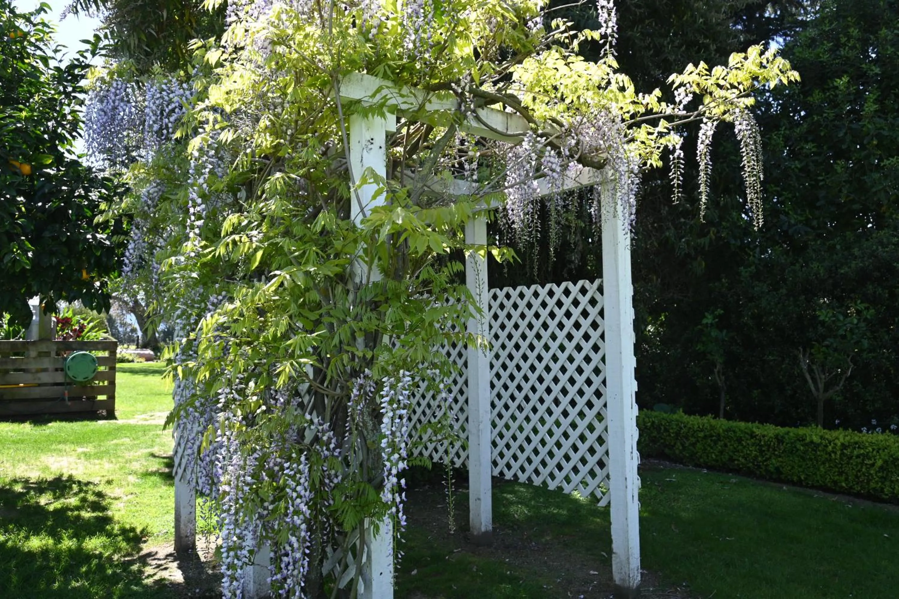 Garden in St Leonards Vineyard Cottages