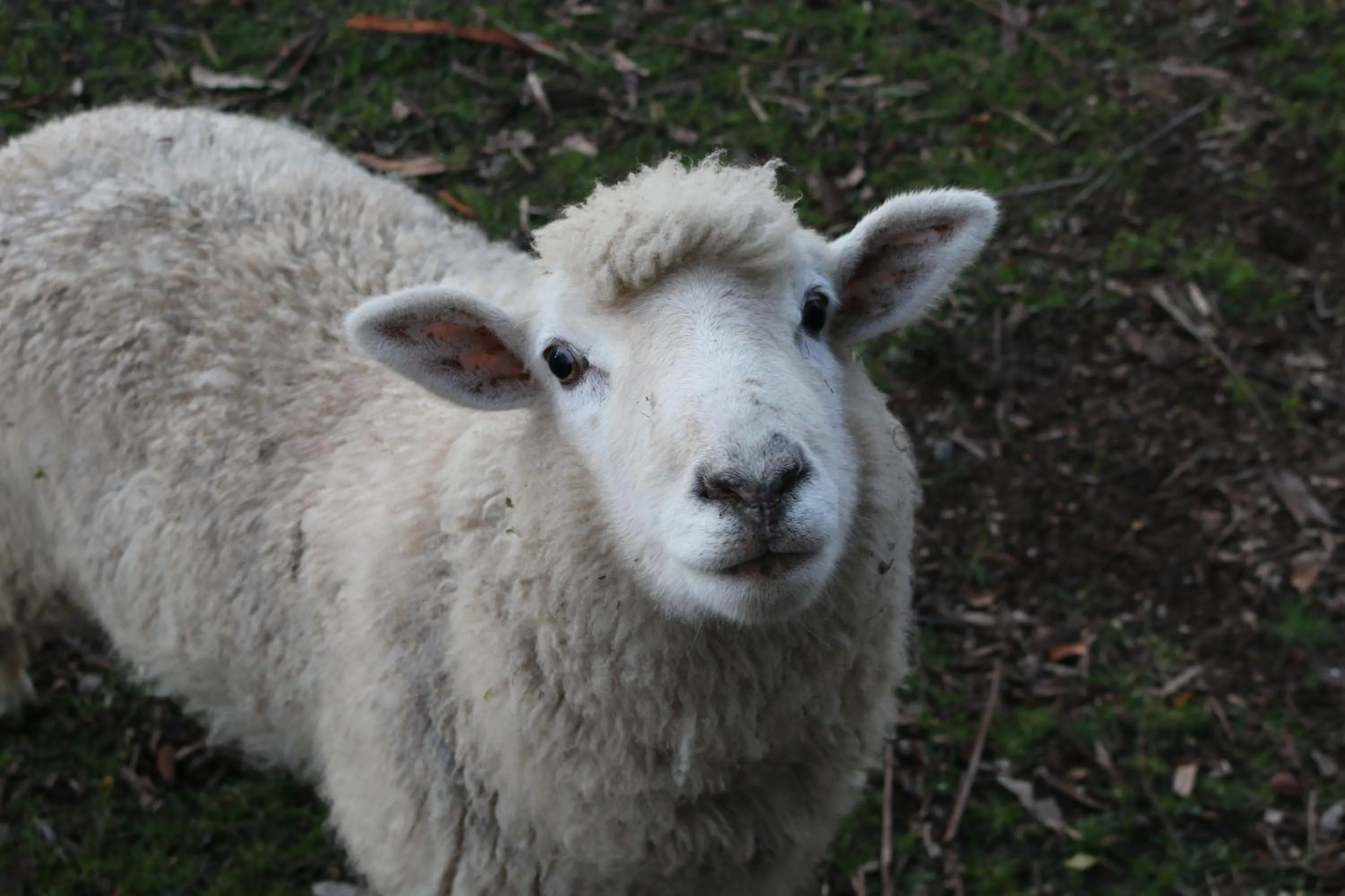 Pets in St Leonards Vineyard Cottages
