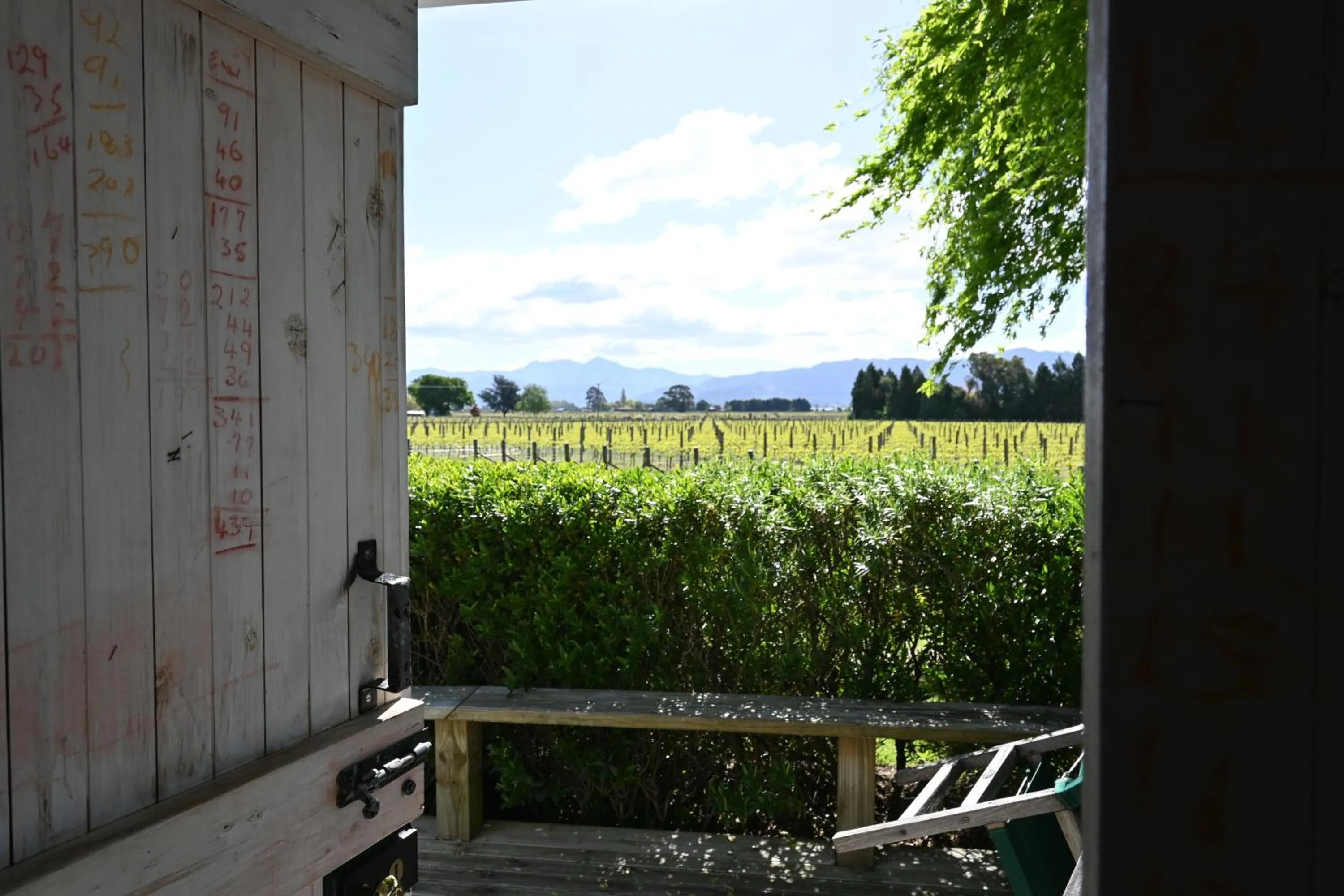 Garden in St Leonards Vineyard Cottages