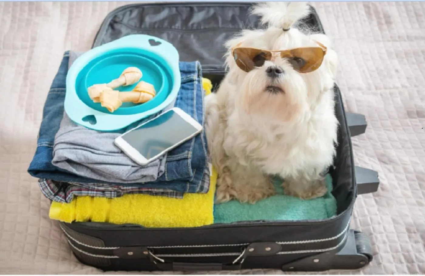 Pets in Hotel Rosa da Ilha Guaruja - Perto do Mar com piscina