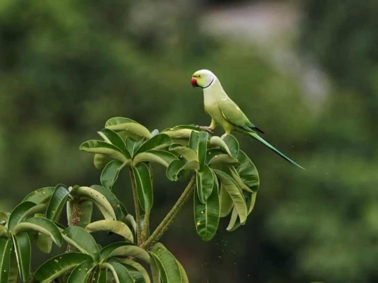 Animals, Other Animals in Green Hill Paradise Villa