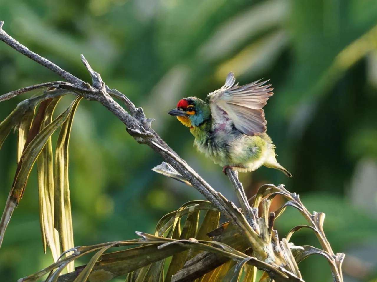 Animals, Other Animals in Green Hill Paradise Villa