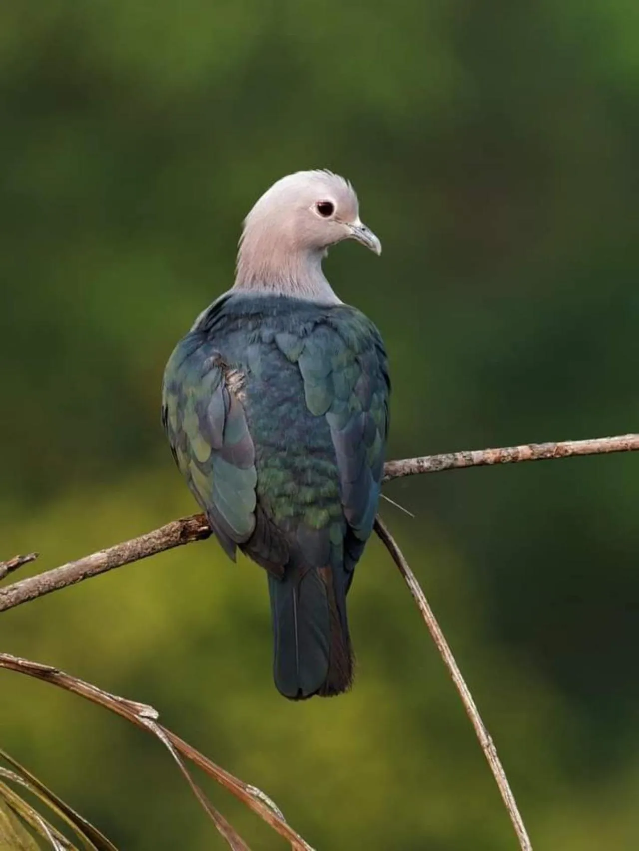 Animals, Other Animals in Green Hill Paradise Villa