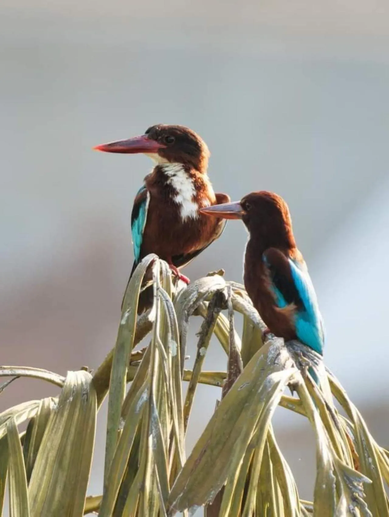 Animals, Other Animals in Green Hill Paradise Villa