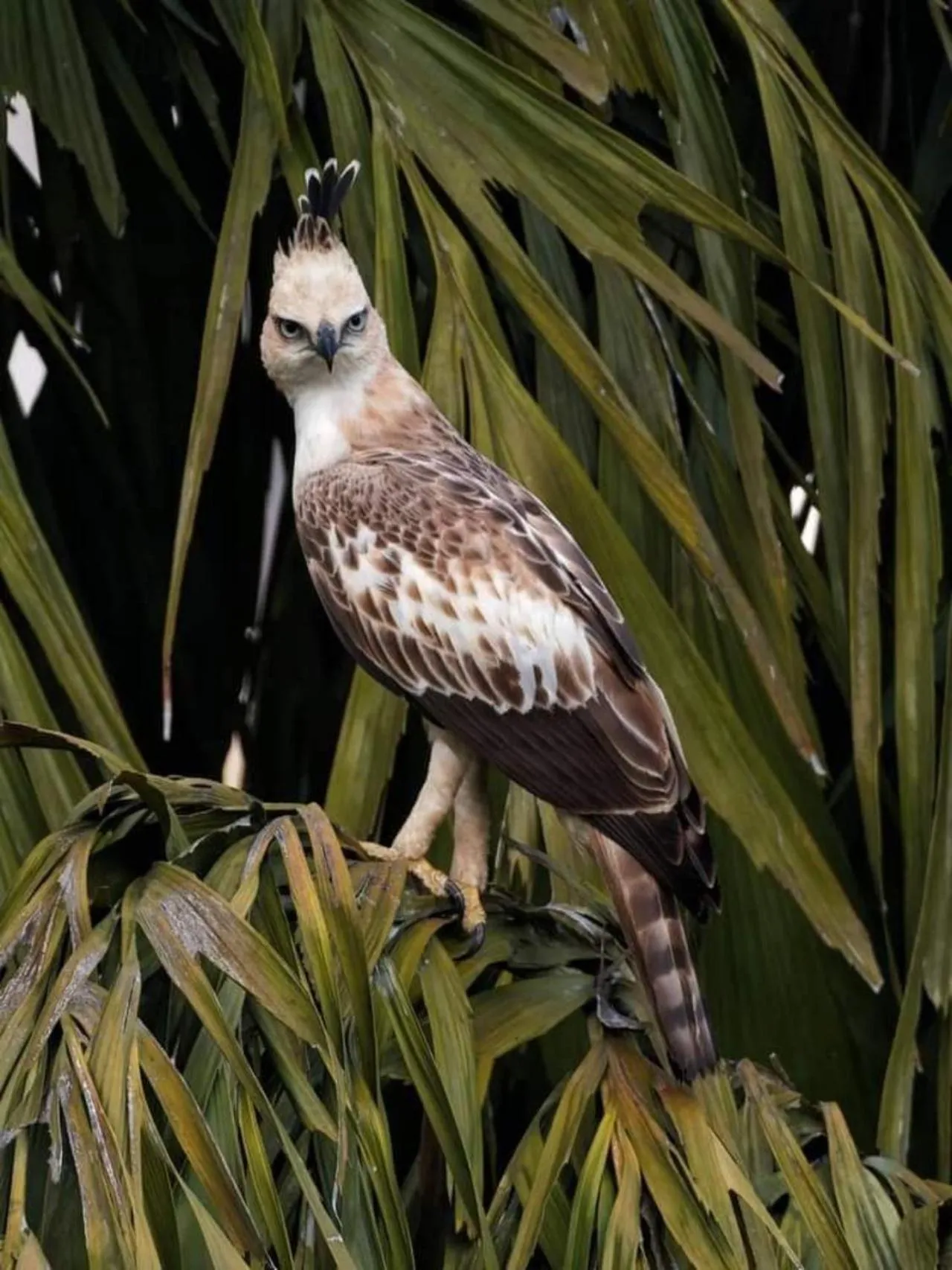 Animals, Other Animals in Green Hill Paradise Villa