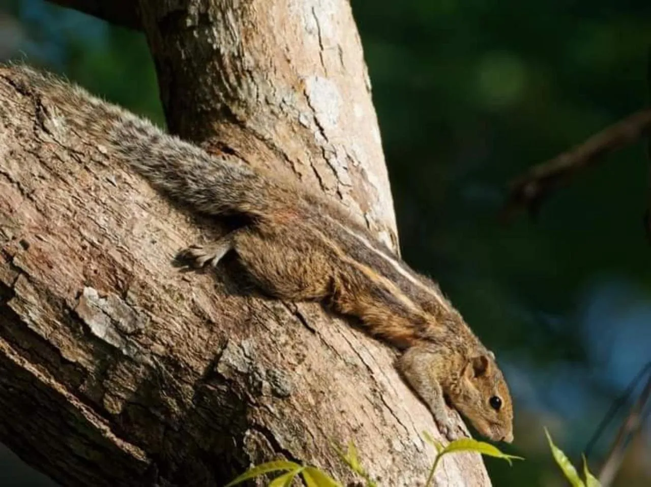 Animals, Other Animals in Green Hill Paradise Villa