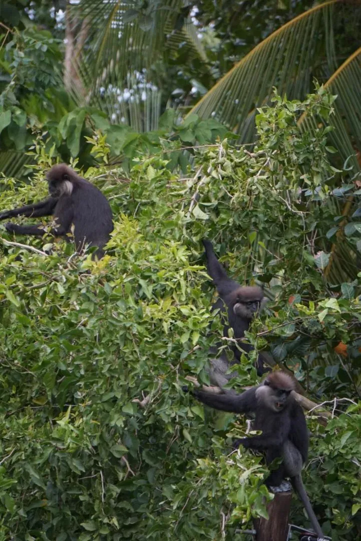 Garden, Other Animals in Green Hill Paradise Villa