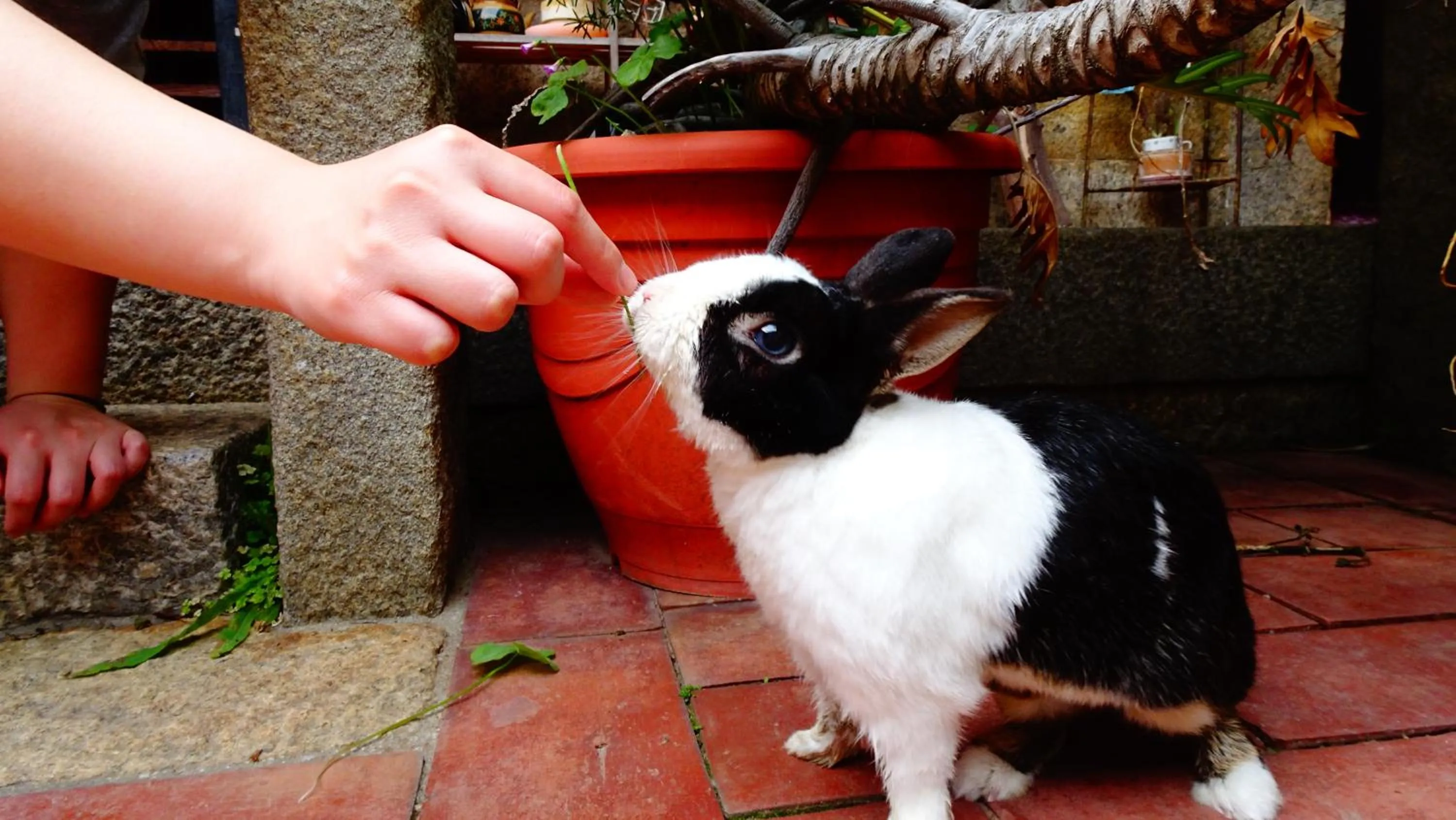 Animals in Pearl B&B