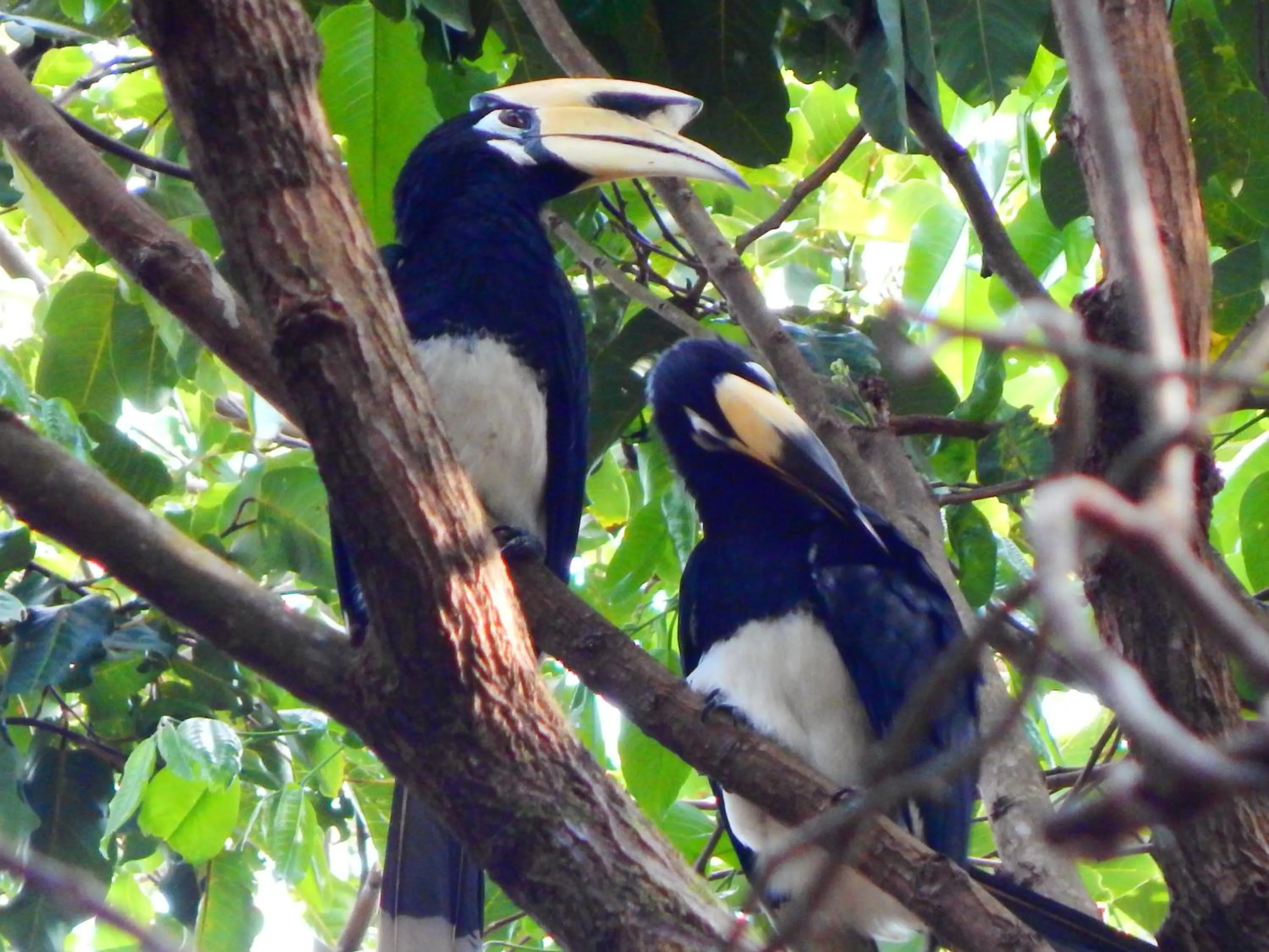 Animals in JJ Beach Resort & JJ Seafood