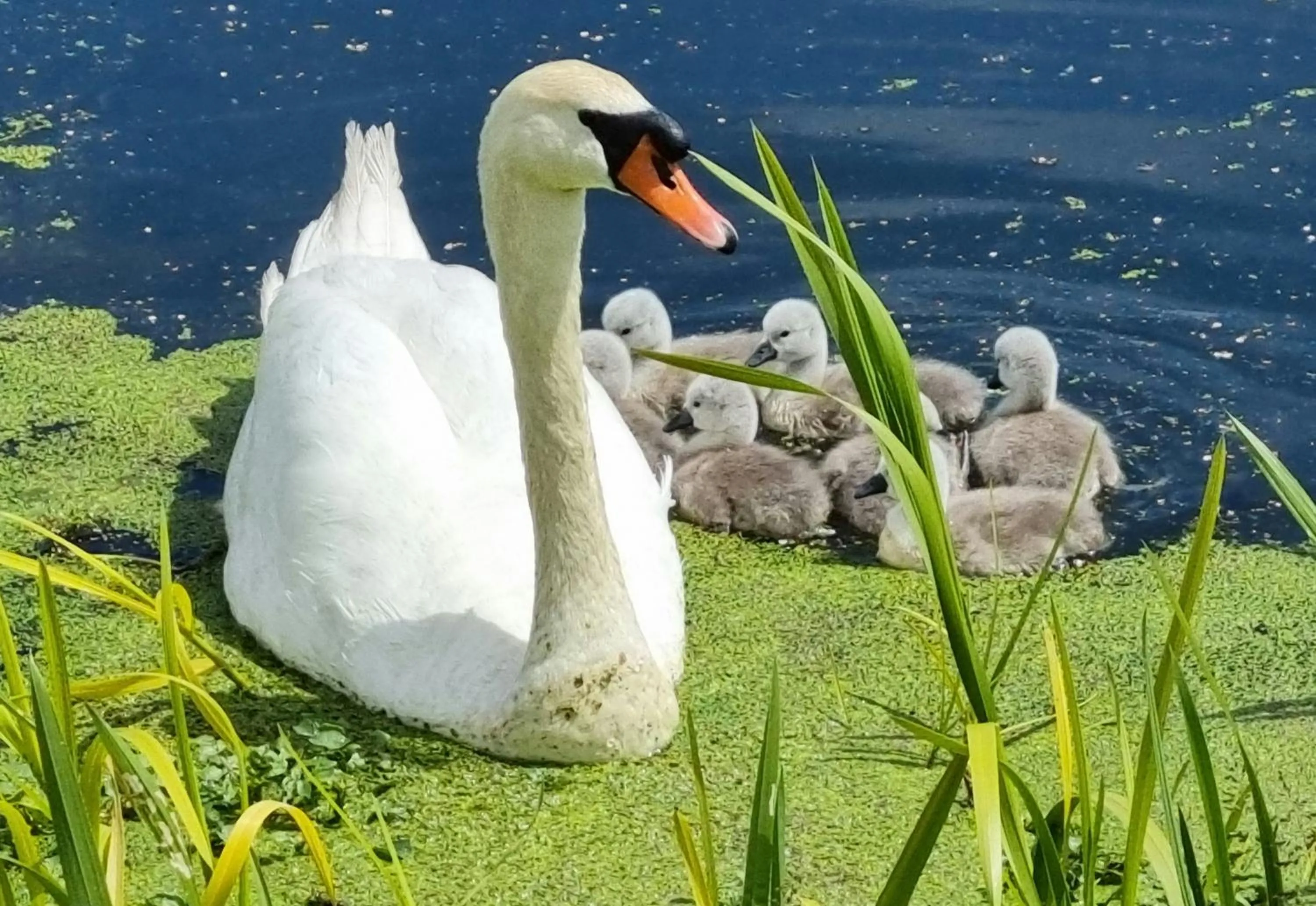 Animals in Burnt House Farm