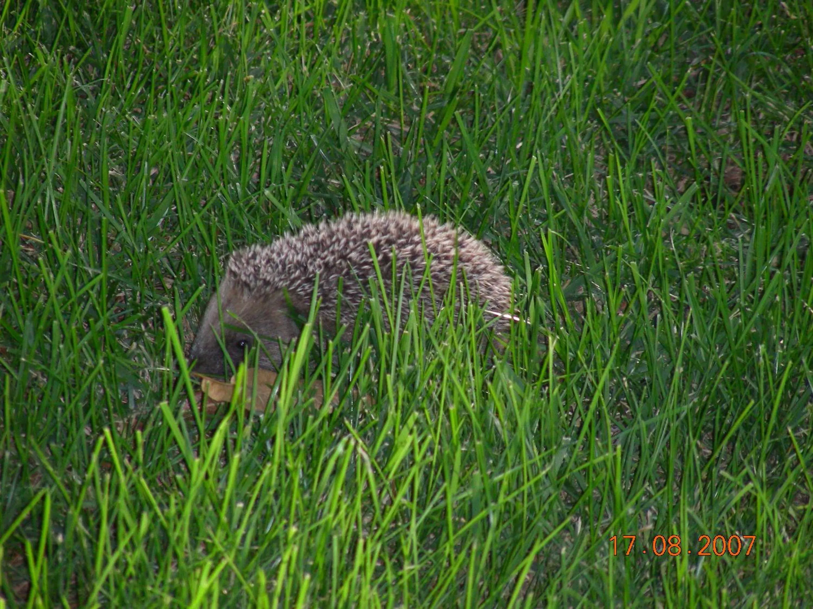 Garden in Hotel Poggio Bertino