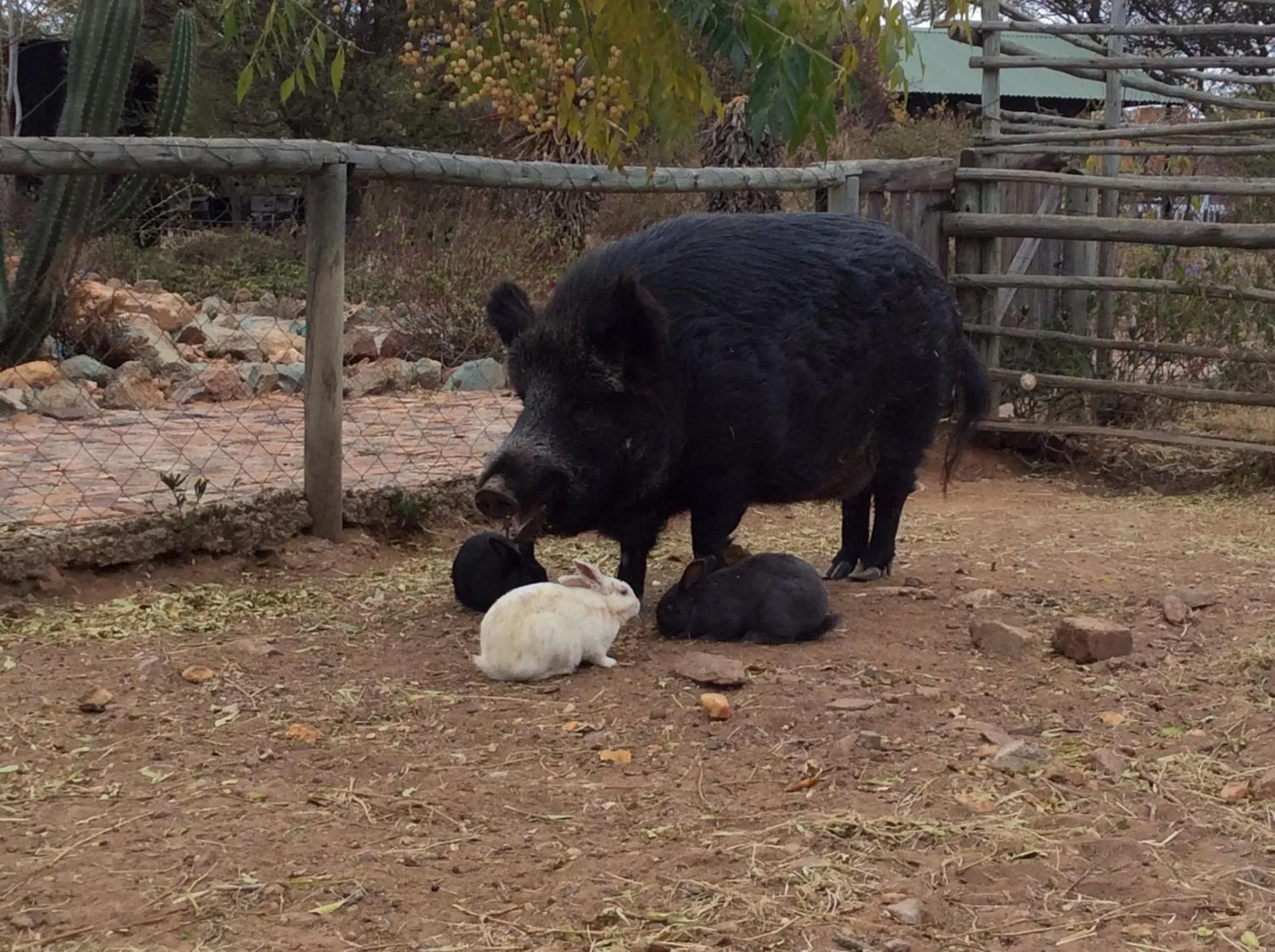 Animals in Klein Paradys Lodge - Polokwane