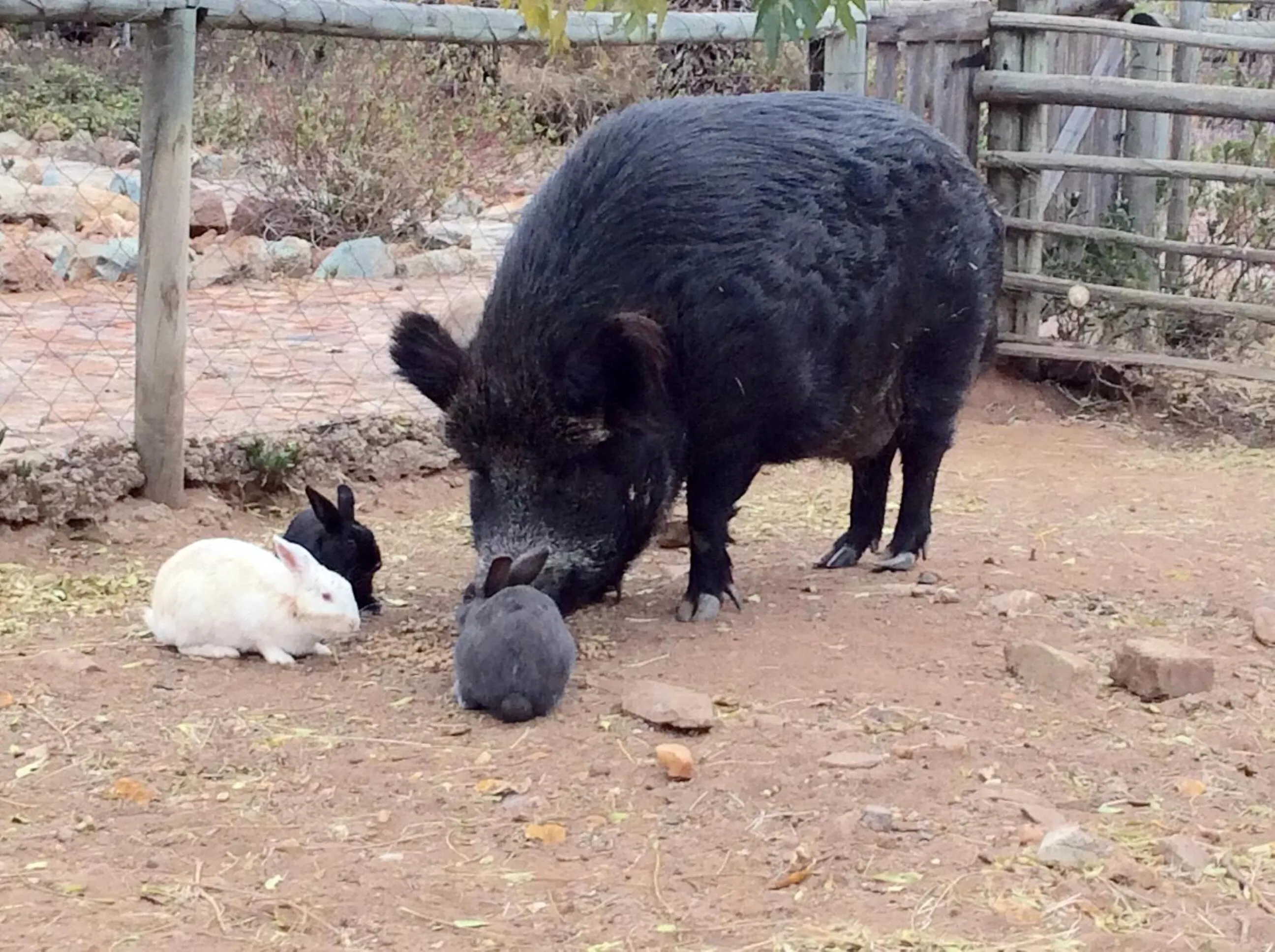 Animals in Klein Paradys Lodge - Polokwane