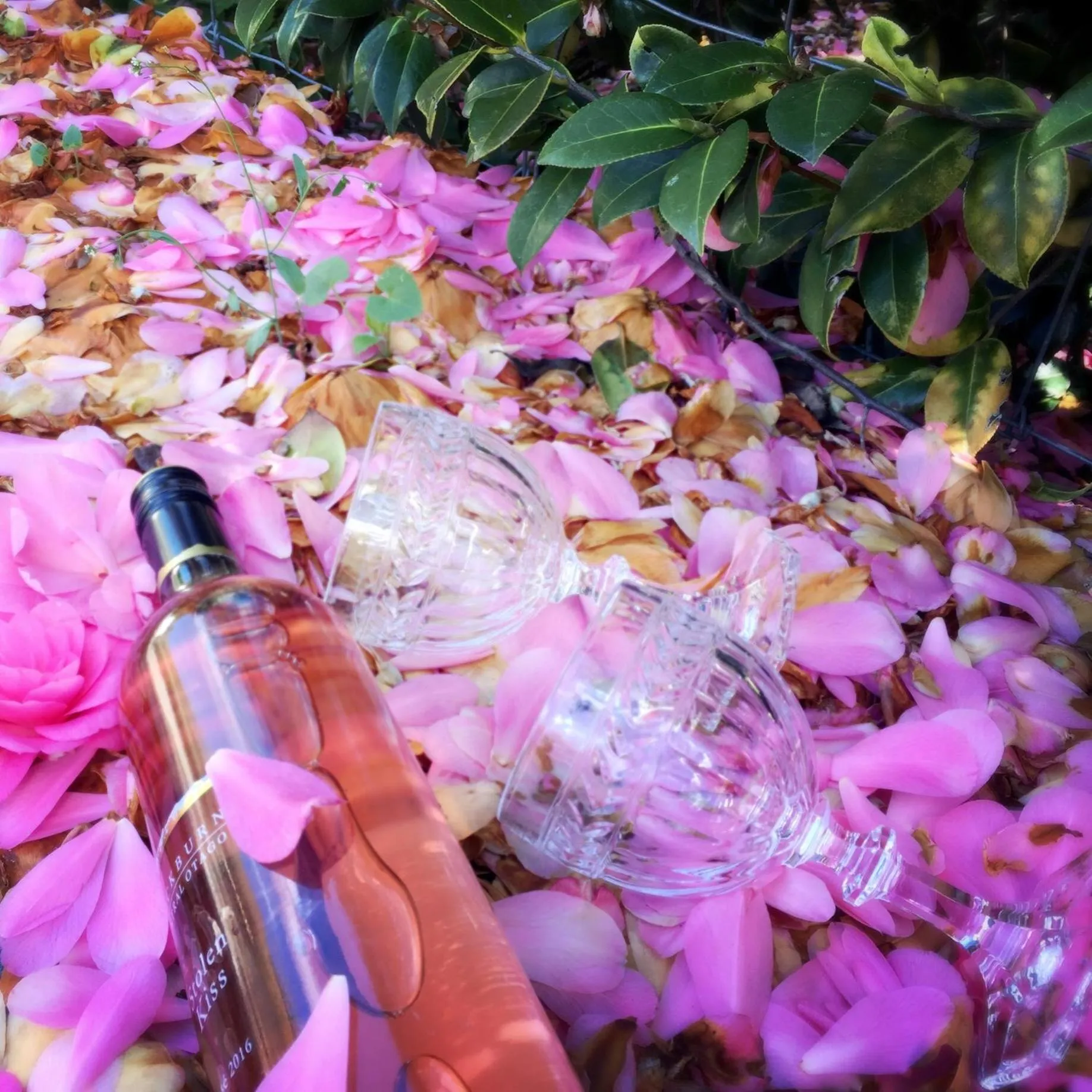 Garden in The Shan's Lodge