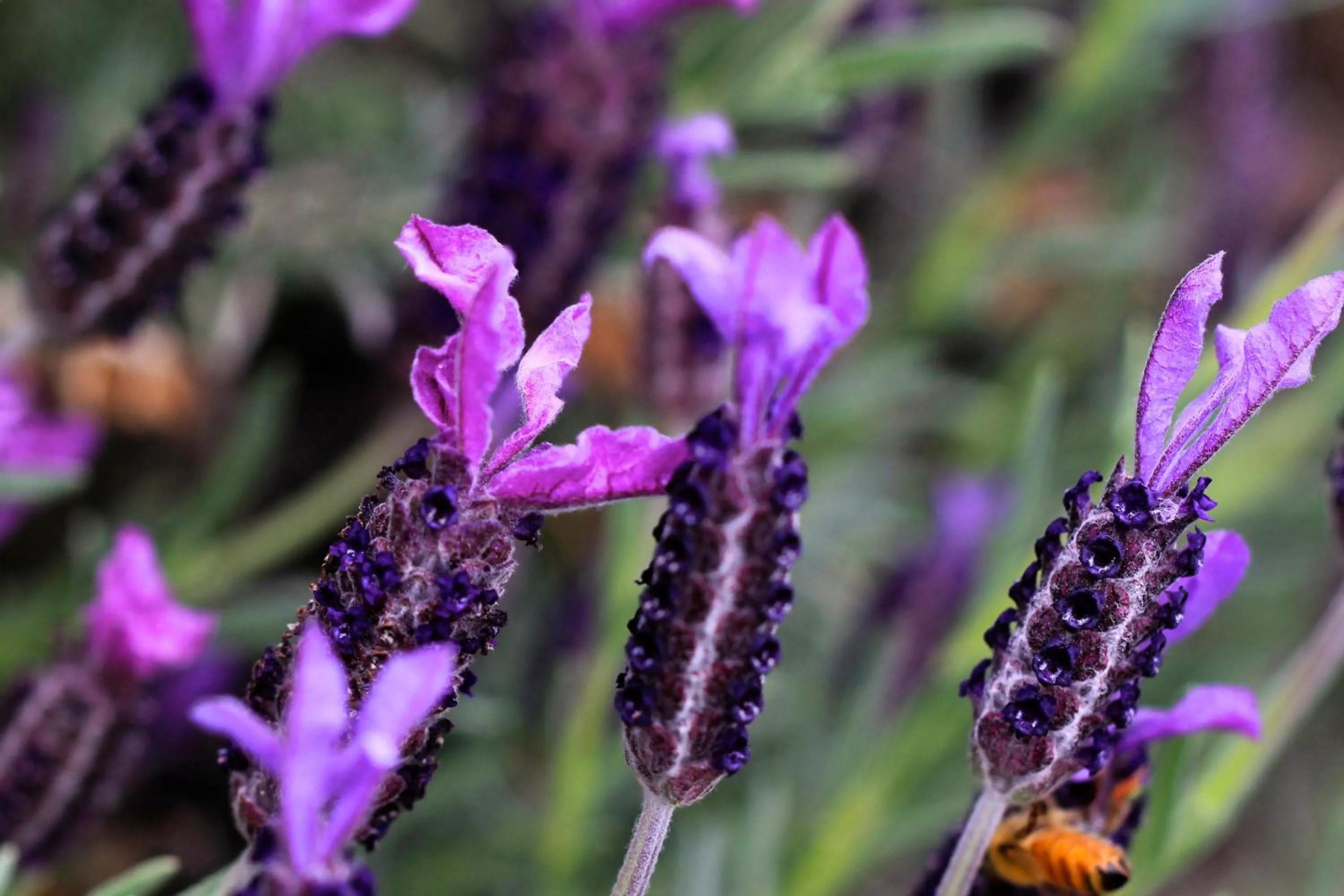 Decorative detail in The Shan's Lodge