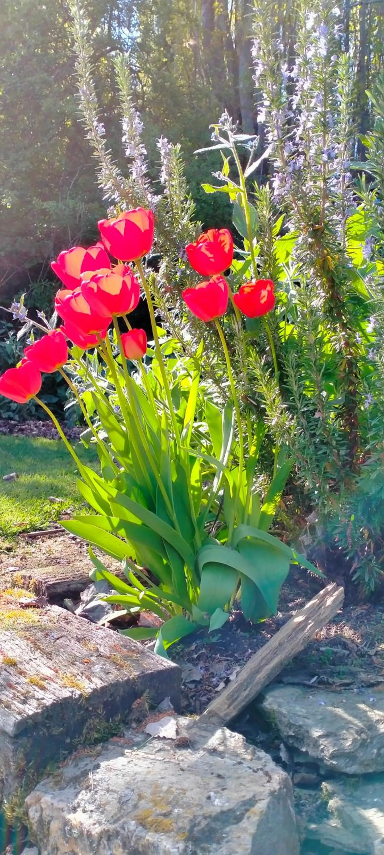 Spring in Queensberry Inn