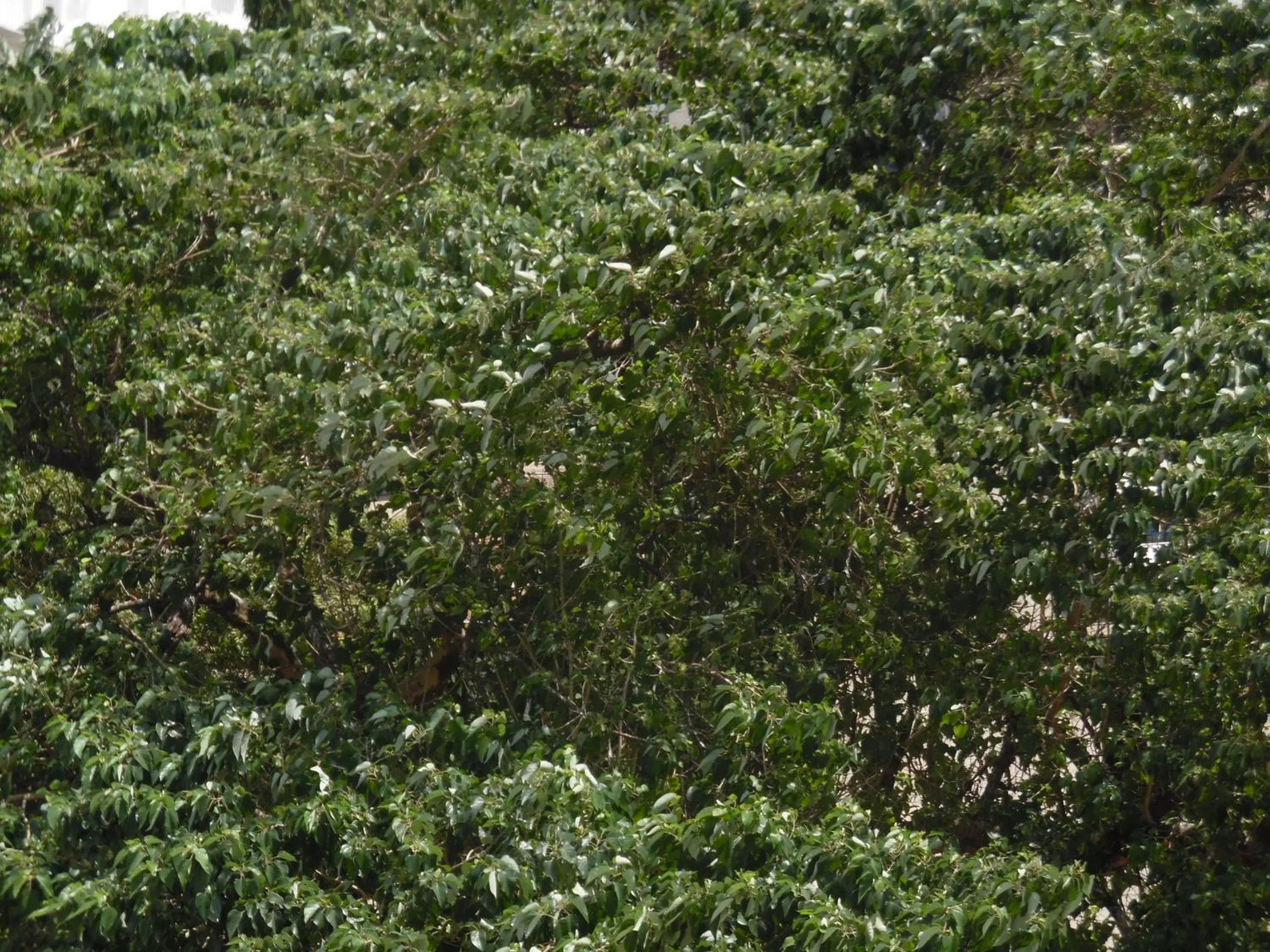 Garden in Hotel de Mag Deluxe