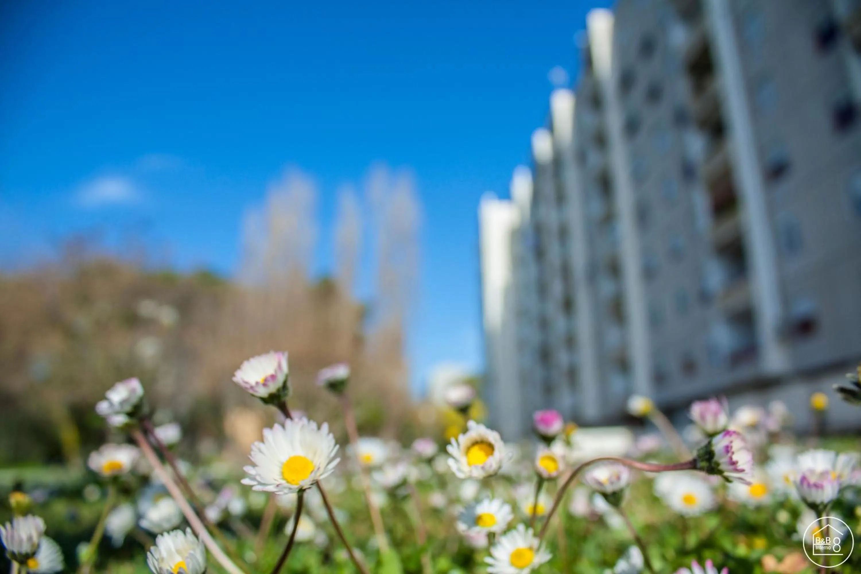 Spring in B&B Interno 8
