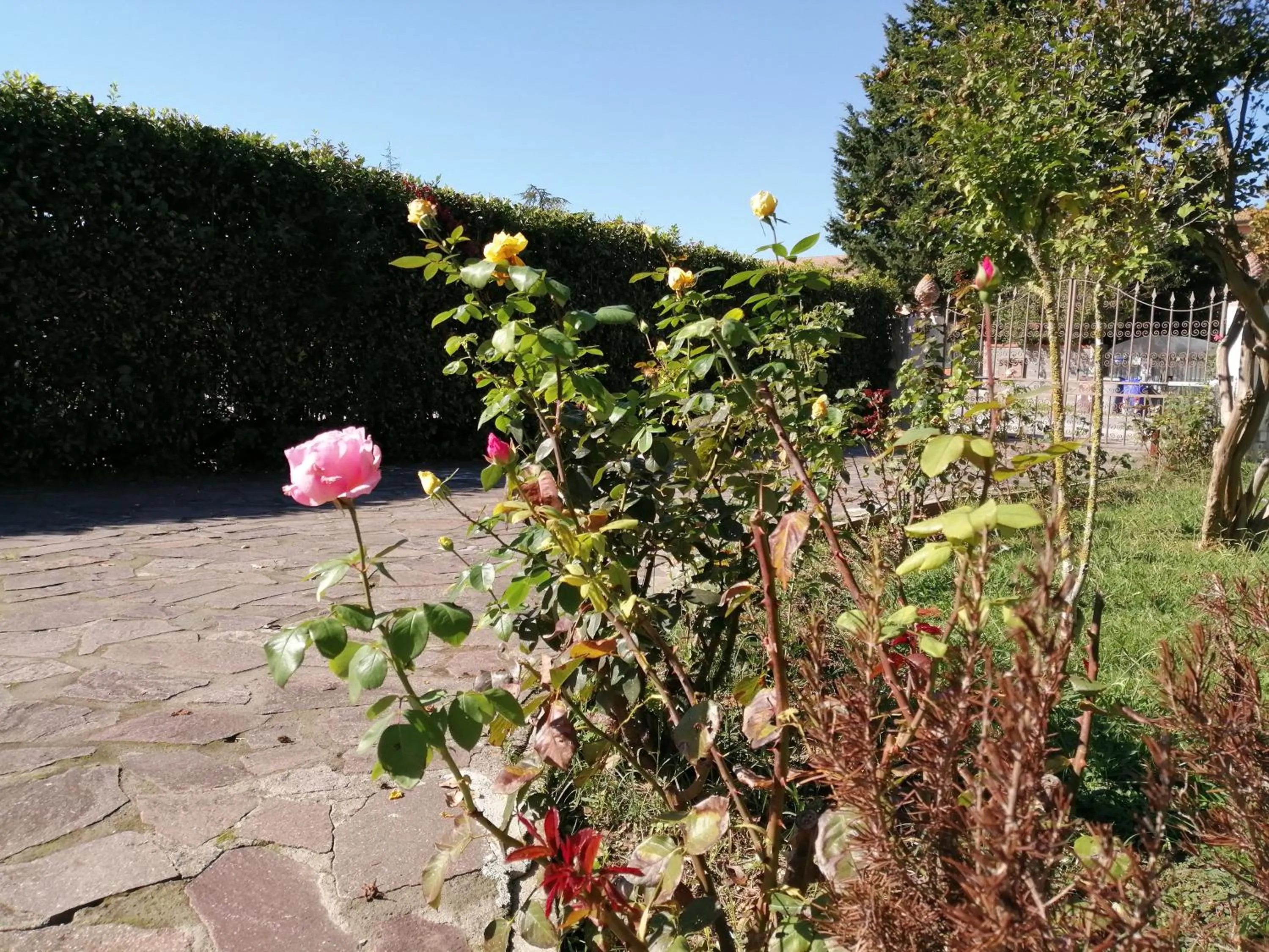 Garden in Villa Oasi