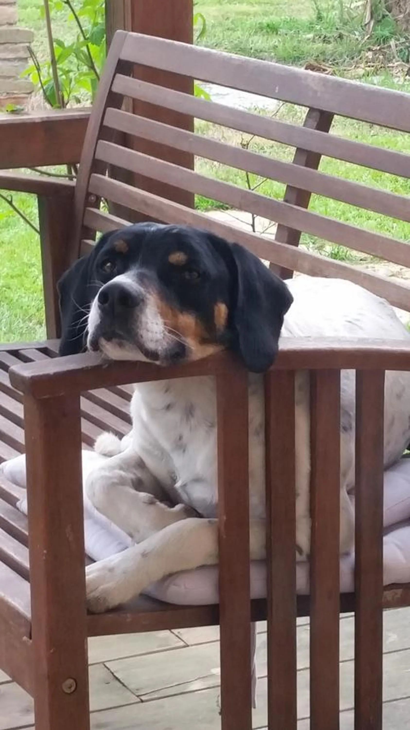 Pets in B&B La Palazza