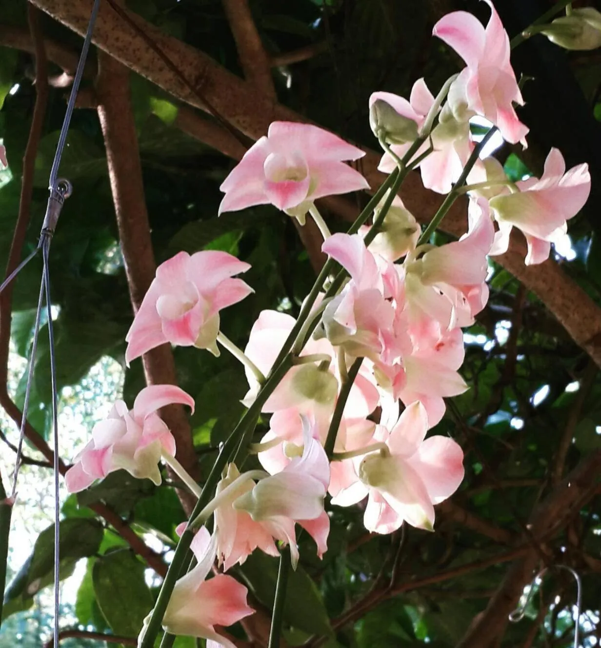 Khaoyai Nature Retreat