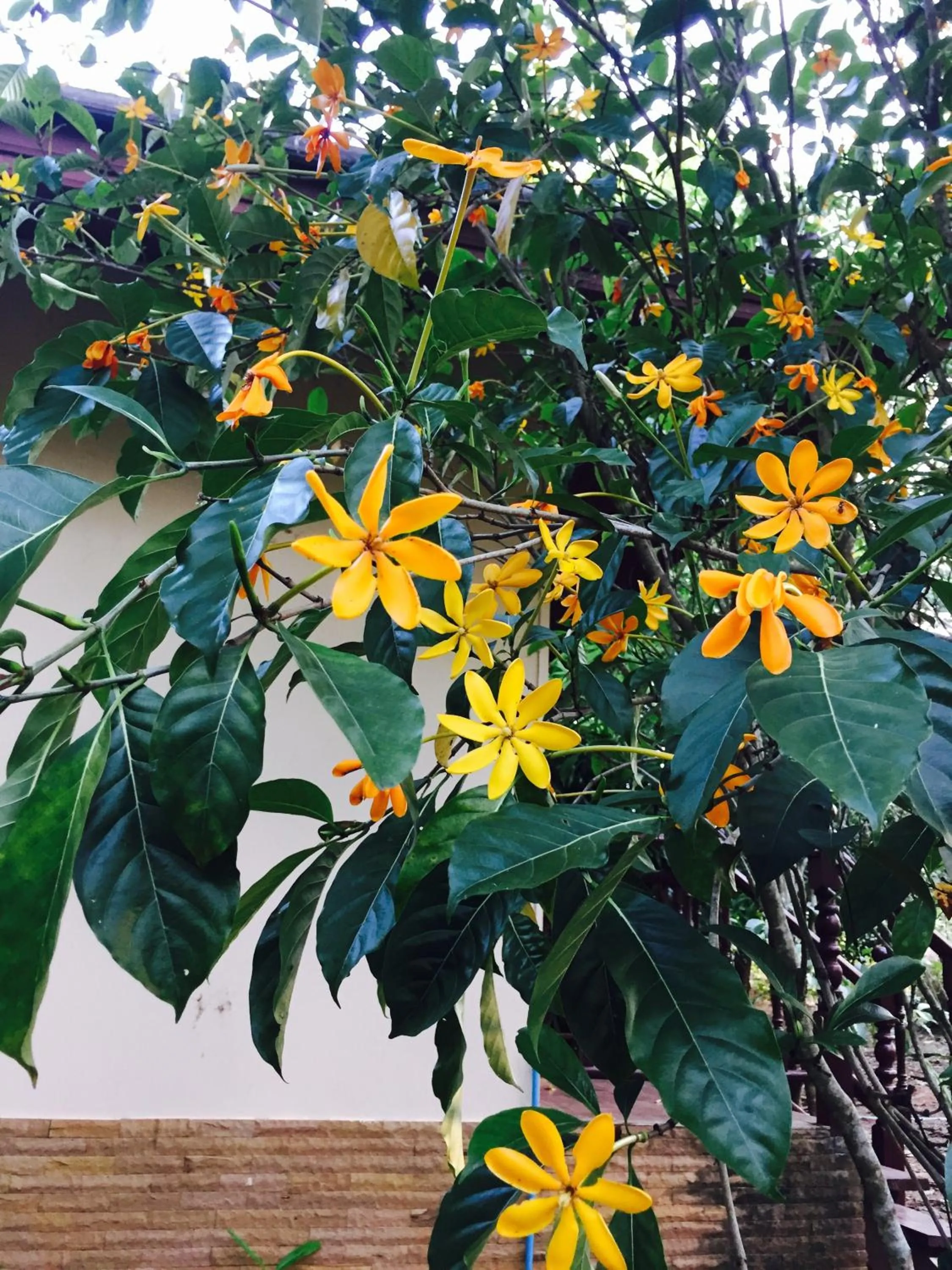 Khaoyai Nature Retreat