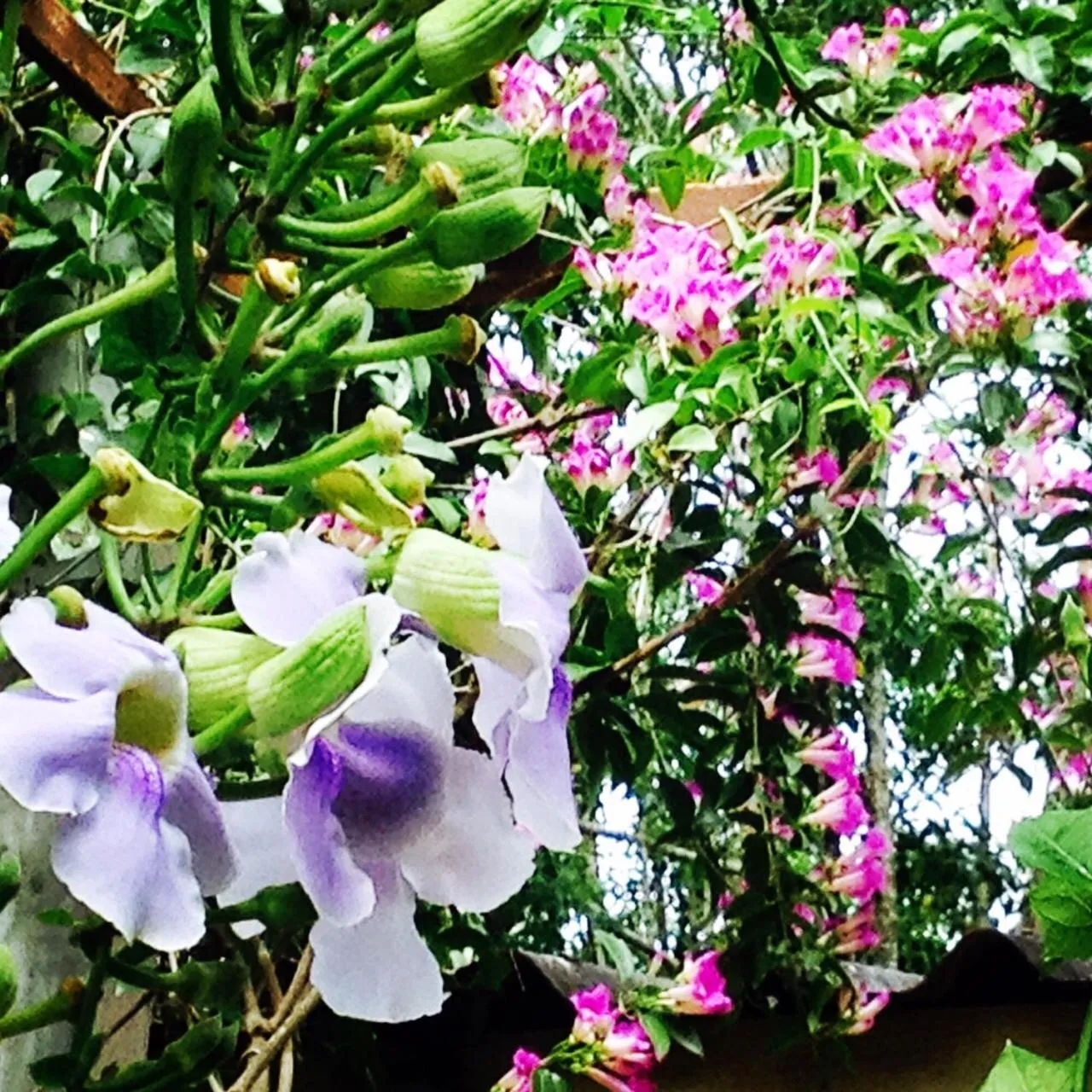 Garden in Khaoyai Nature Retreat