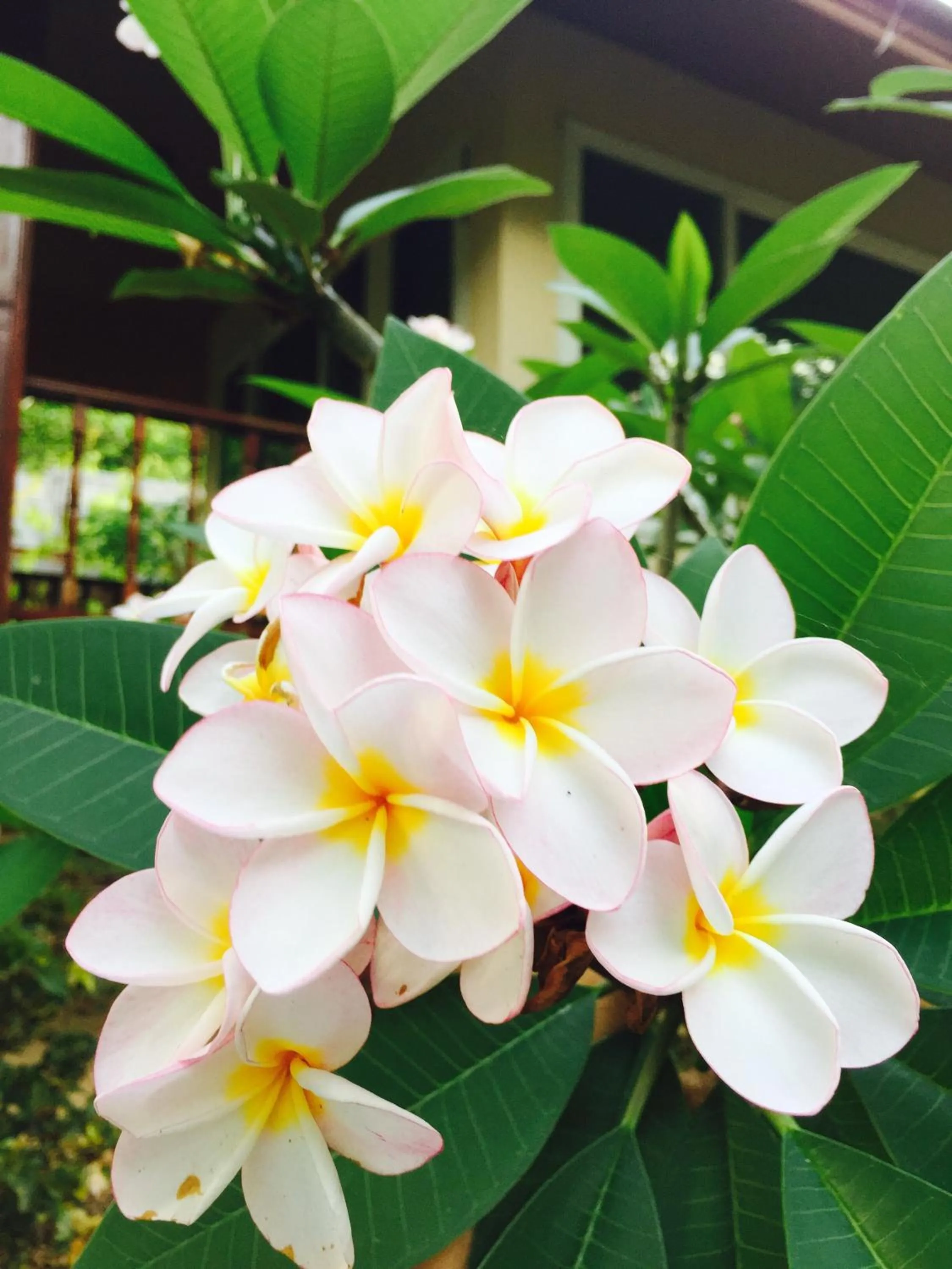 Khaoyai Nature Retreat