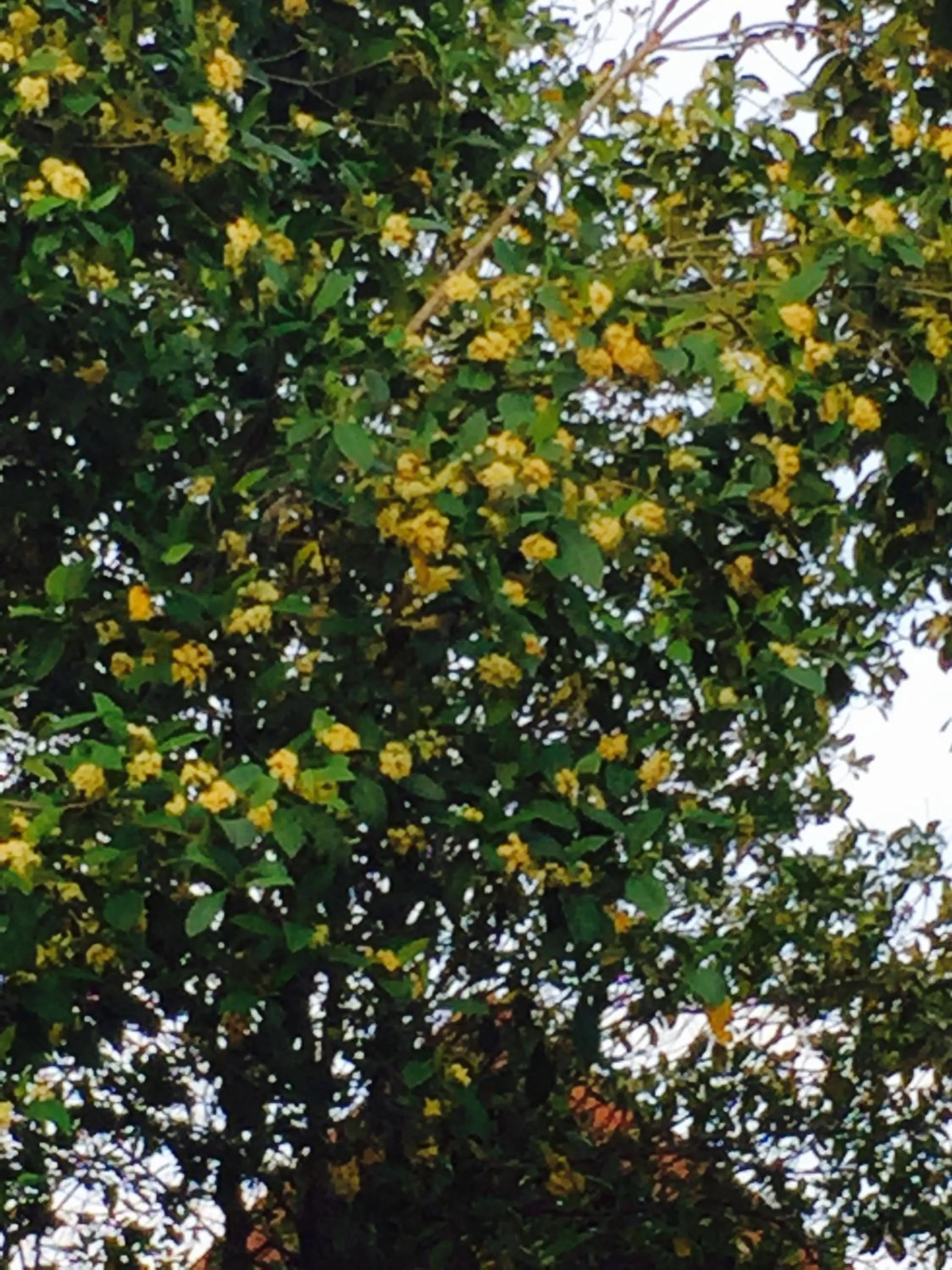 Khaoyai Nature Retreat