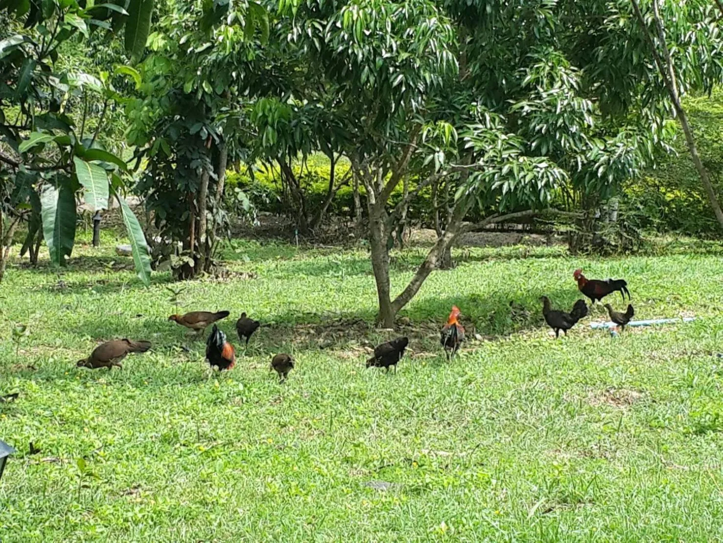 Khaoyai Nature Retreat