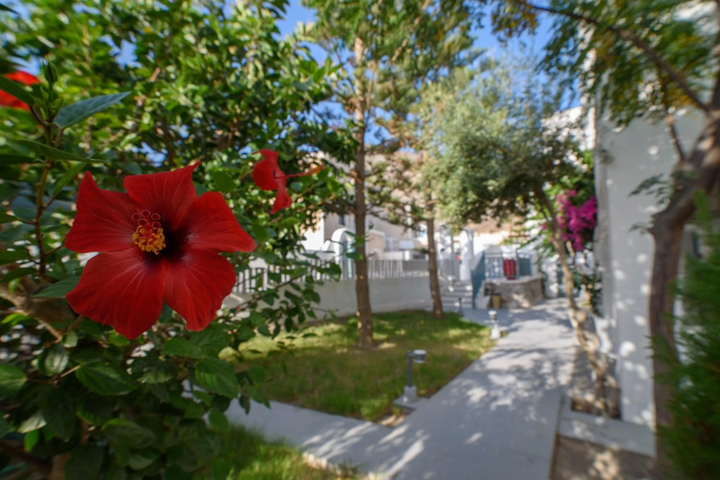 Garden in Iris Boutique Hotel