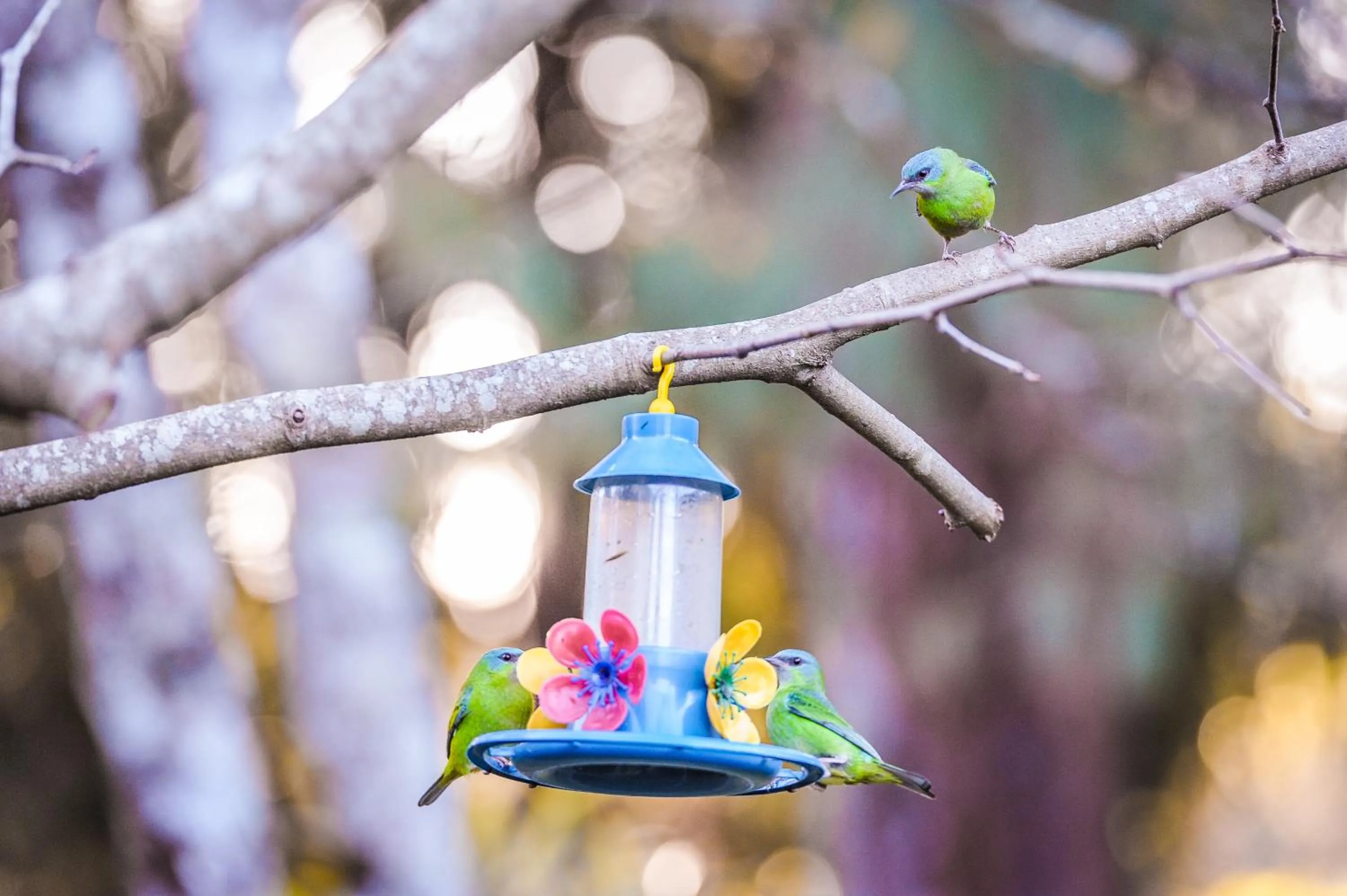 Animals in Pousada & Spa Cantos e Contos