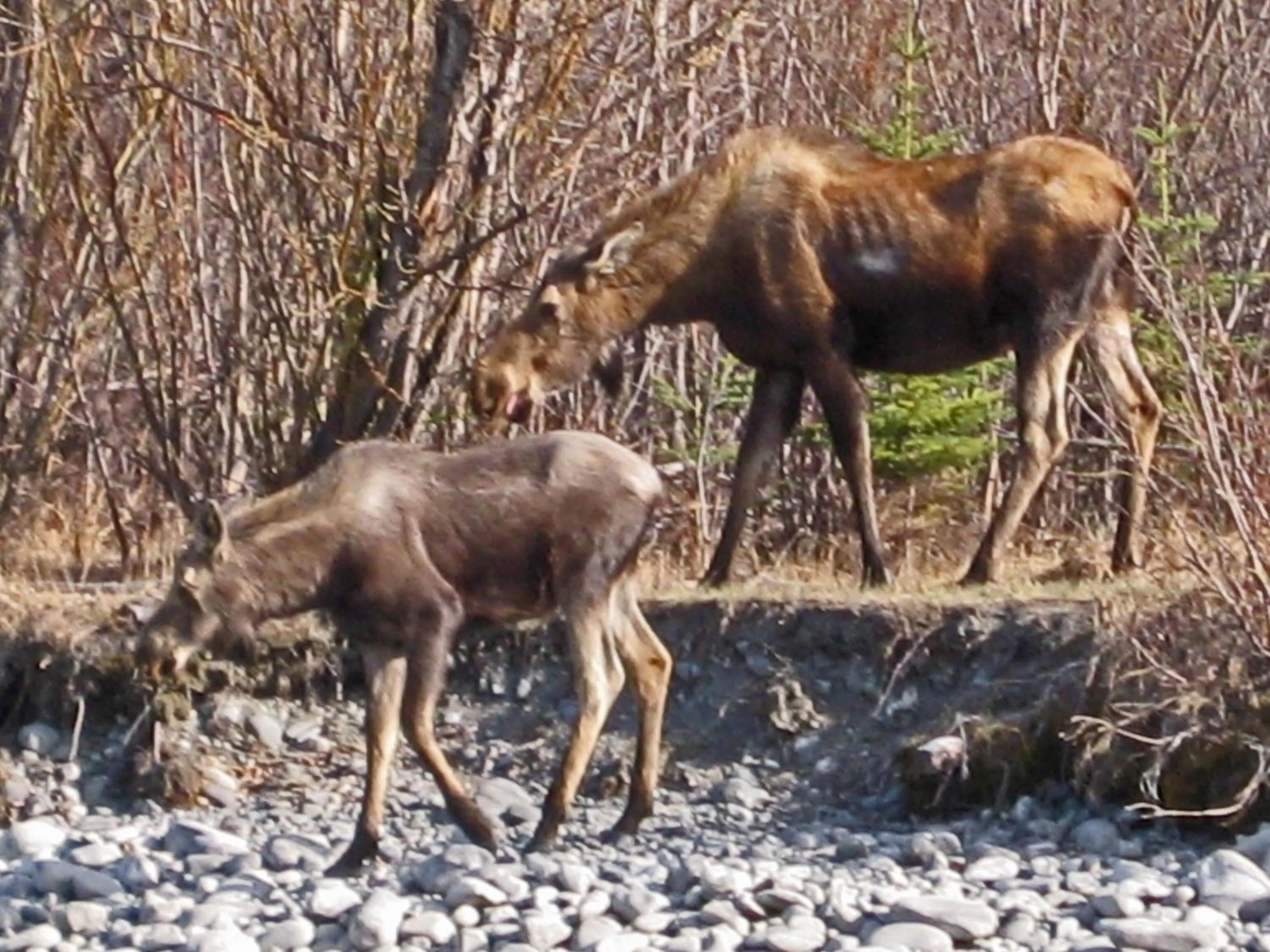 Animals in Uncle Nicolai's Inn B&B
