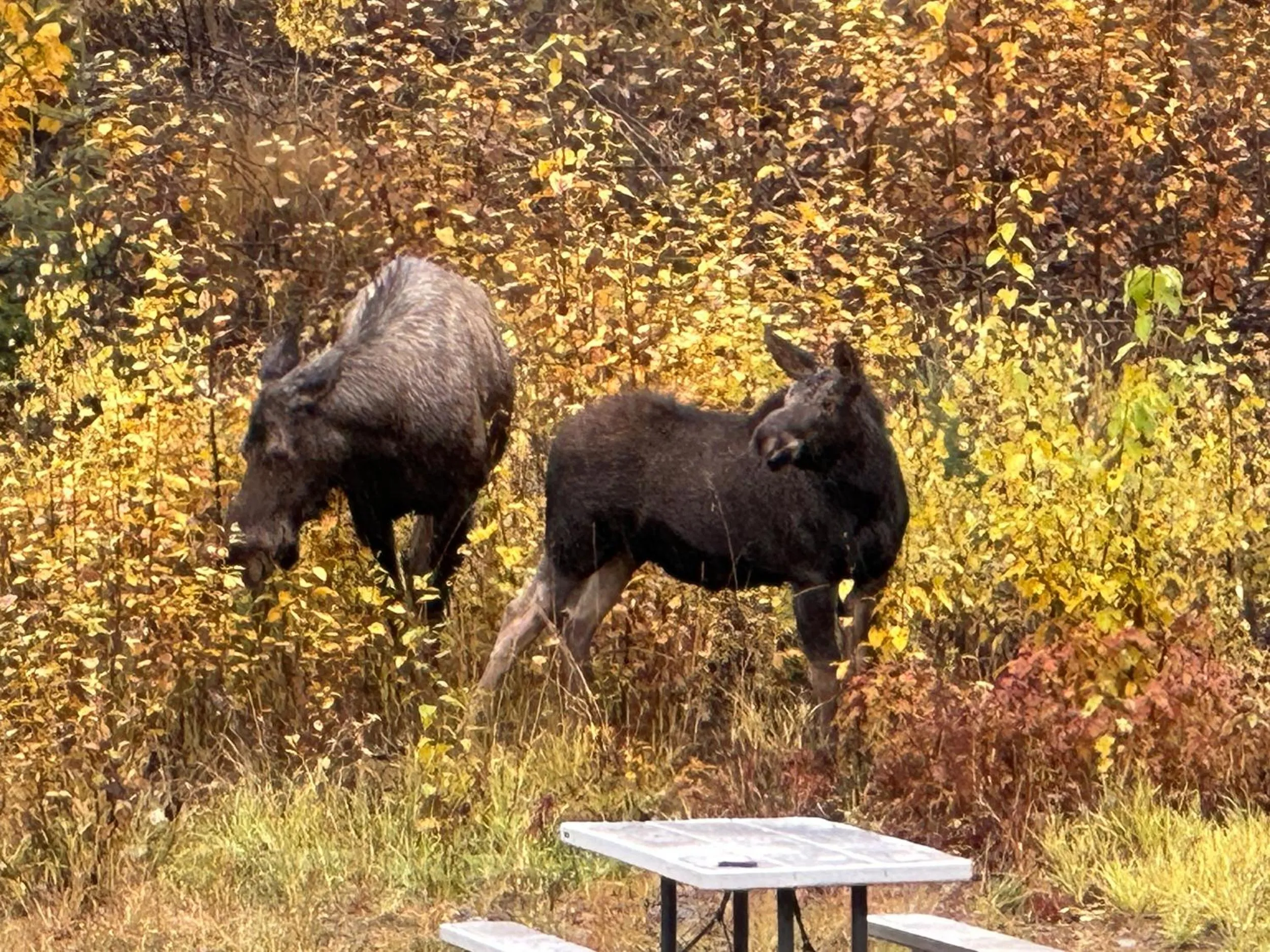 Uncle Nicolai's Inn B&B