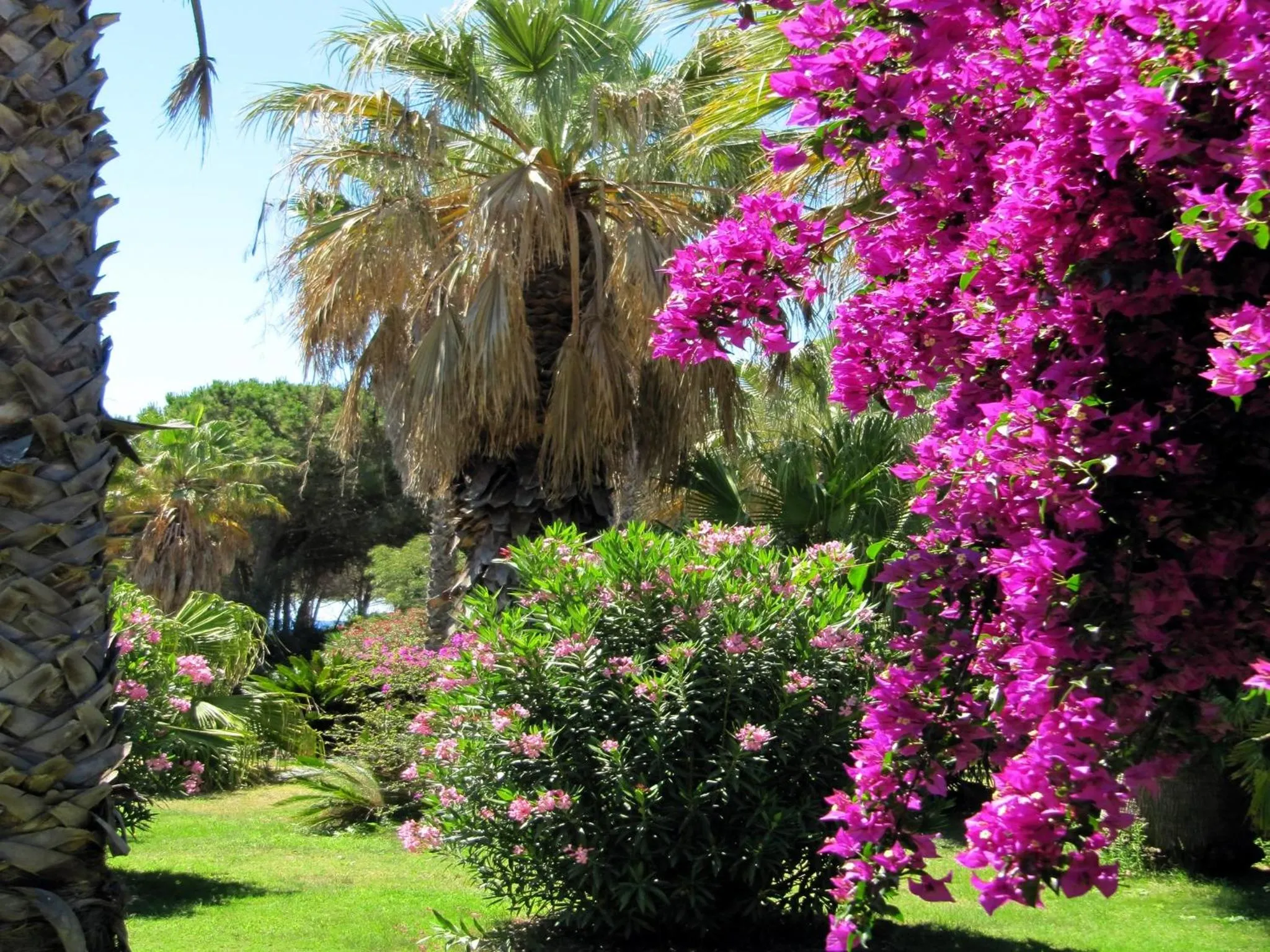 Garden in Hotel Costa dei Fiori