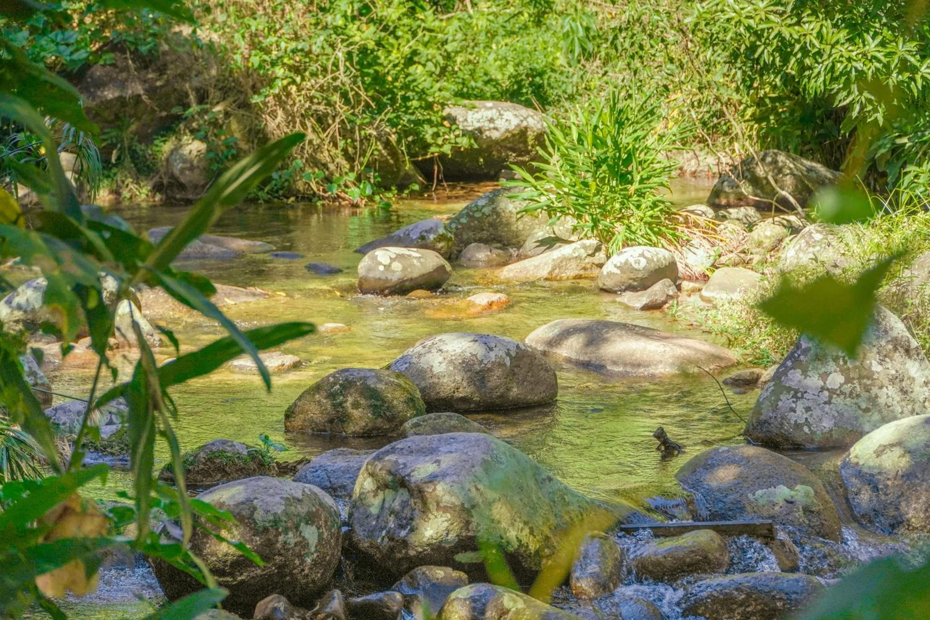 Natural landscape in Camping & Cabanas Ilhabela